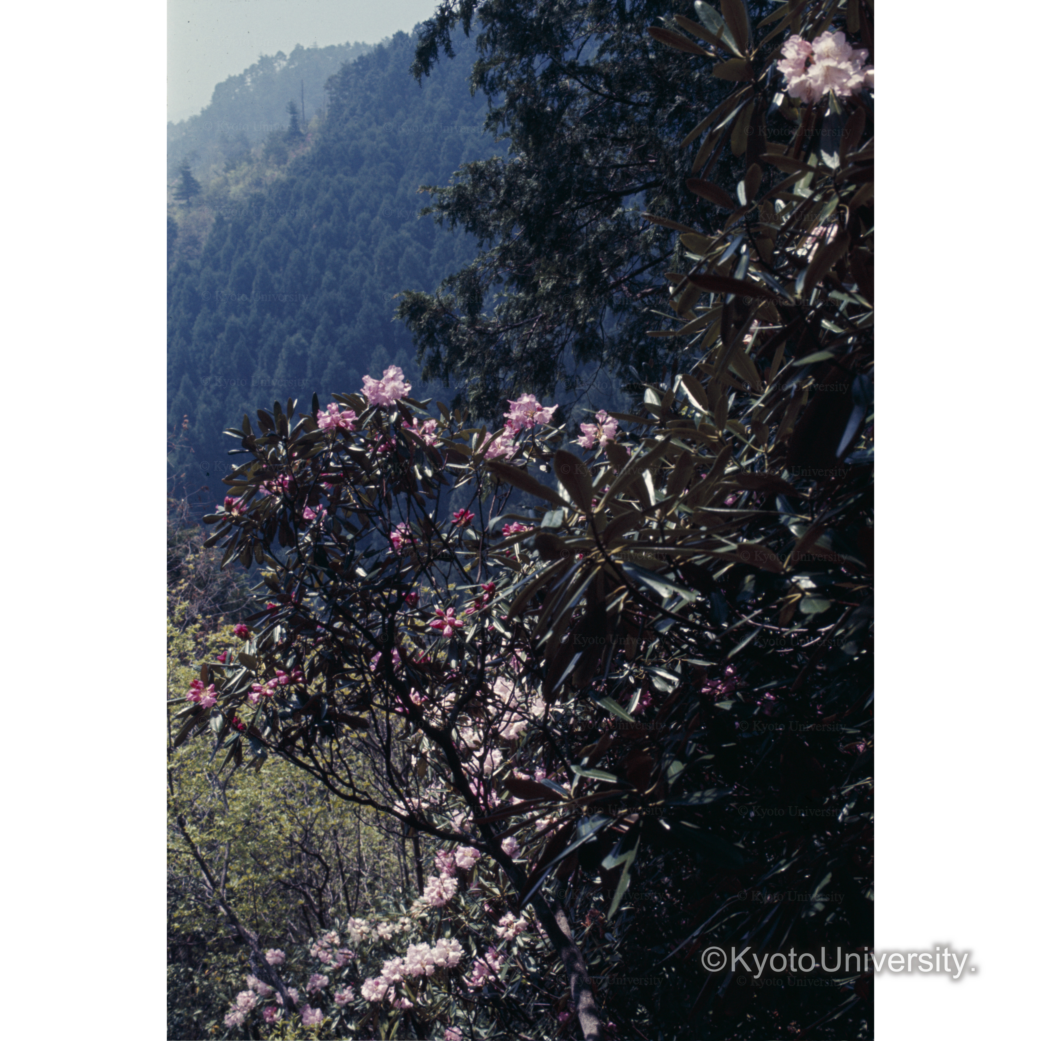 岩屋不動（雲ヶ畑）、（シャクナゲ） (1)