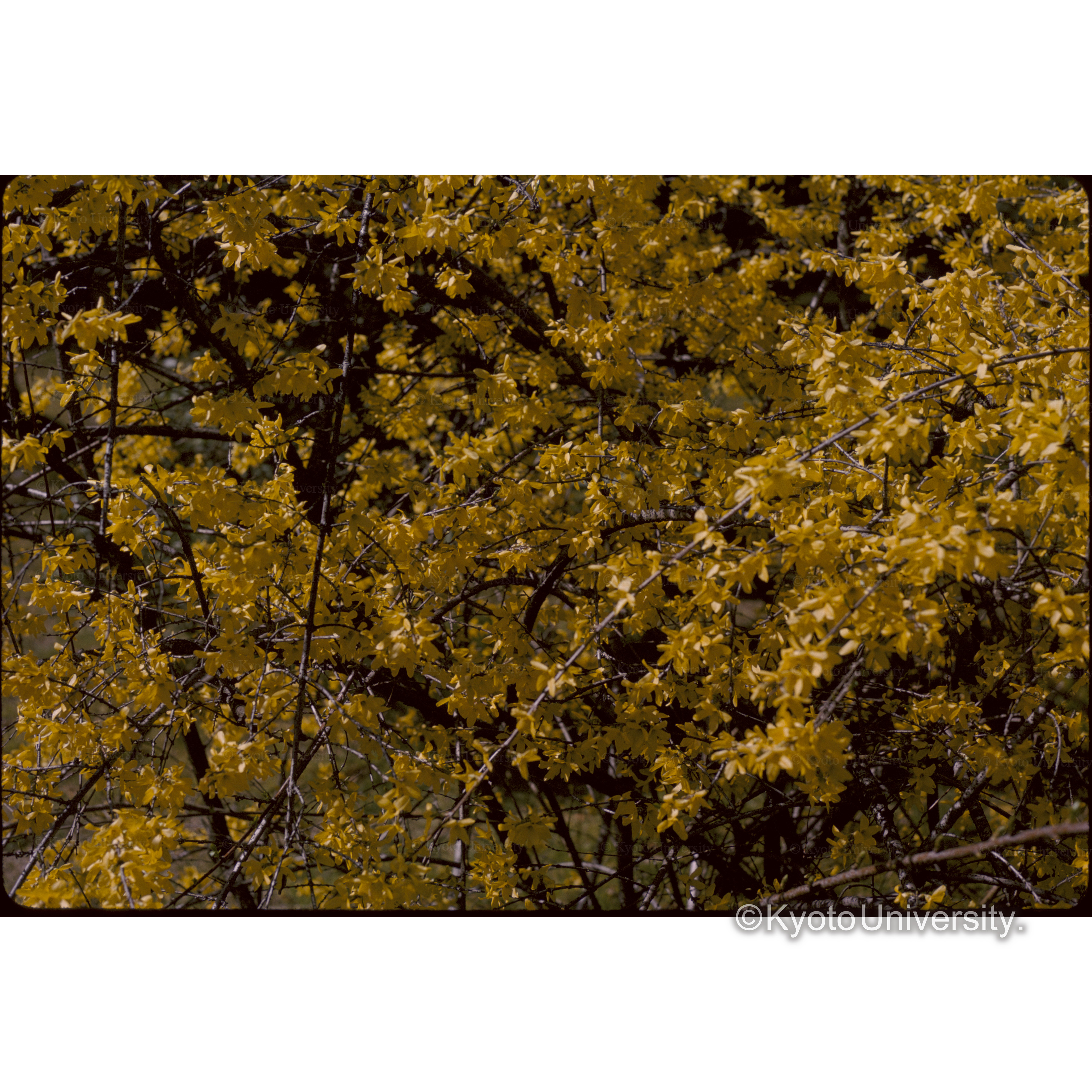 レンギョウ　植物園 (1)