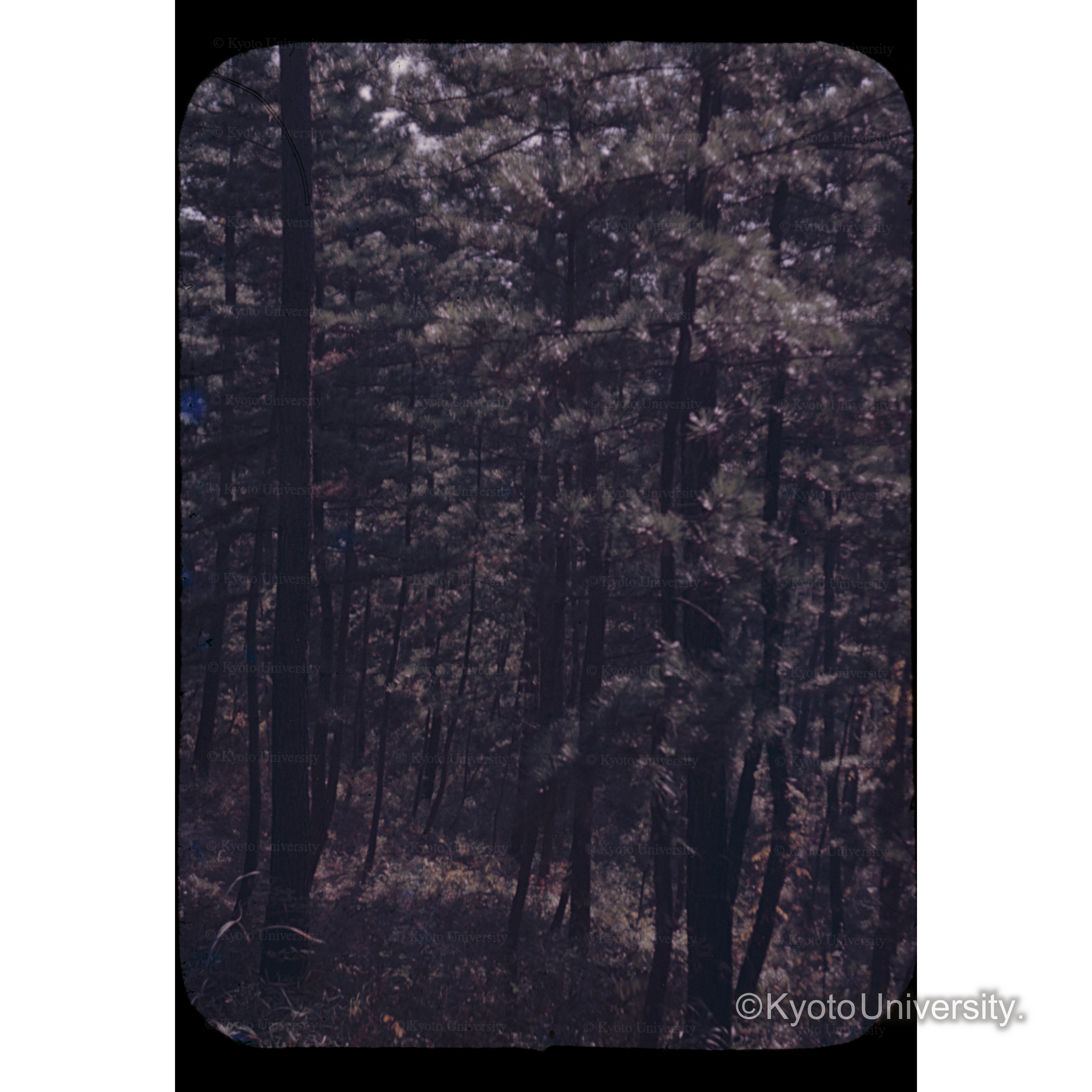 屋島下アカマツ択伐展示林 (1)