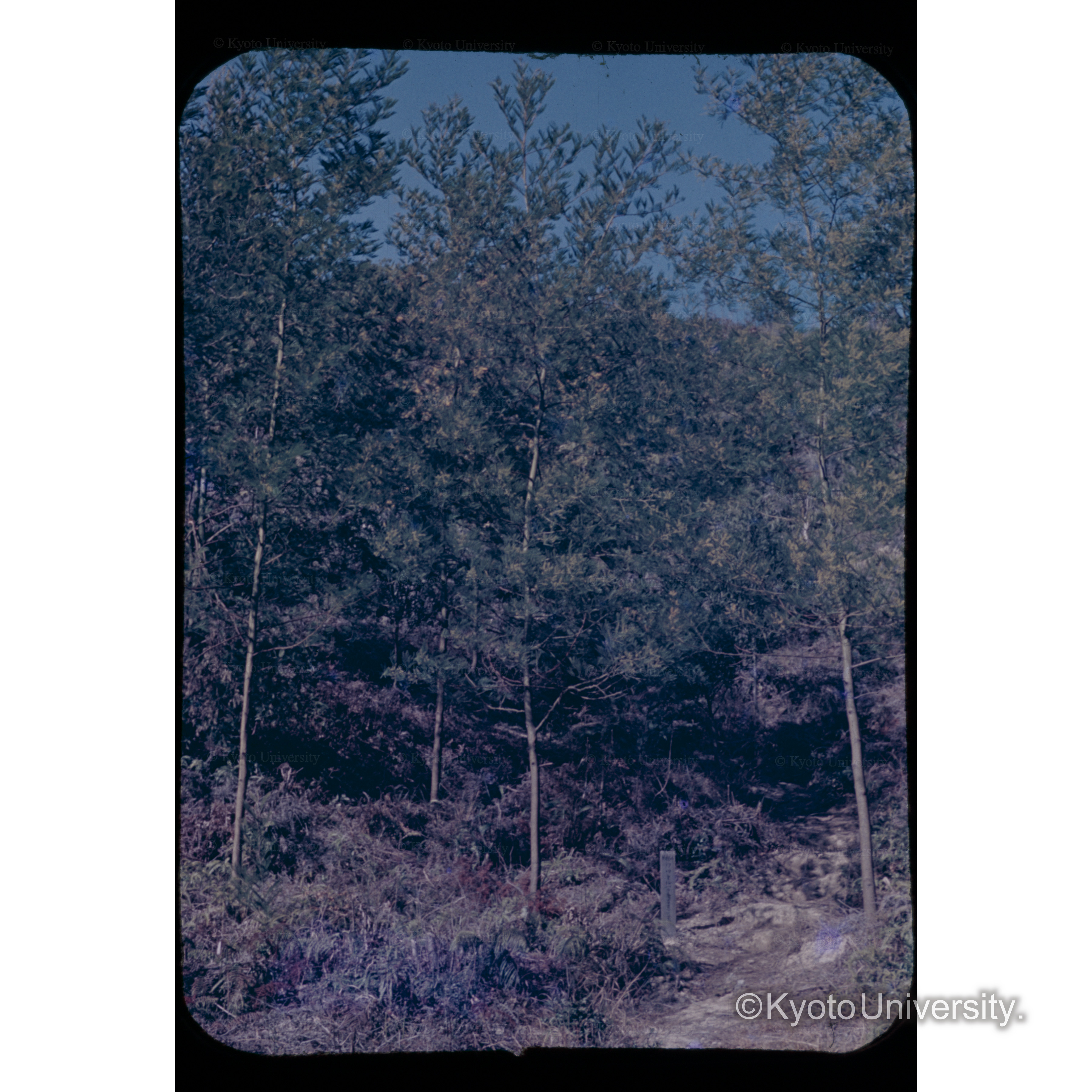 A・デクレニンス　　白濱　植栽後３年　　高さ６ｍ (1)