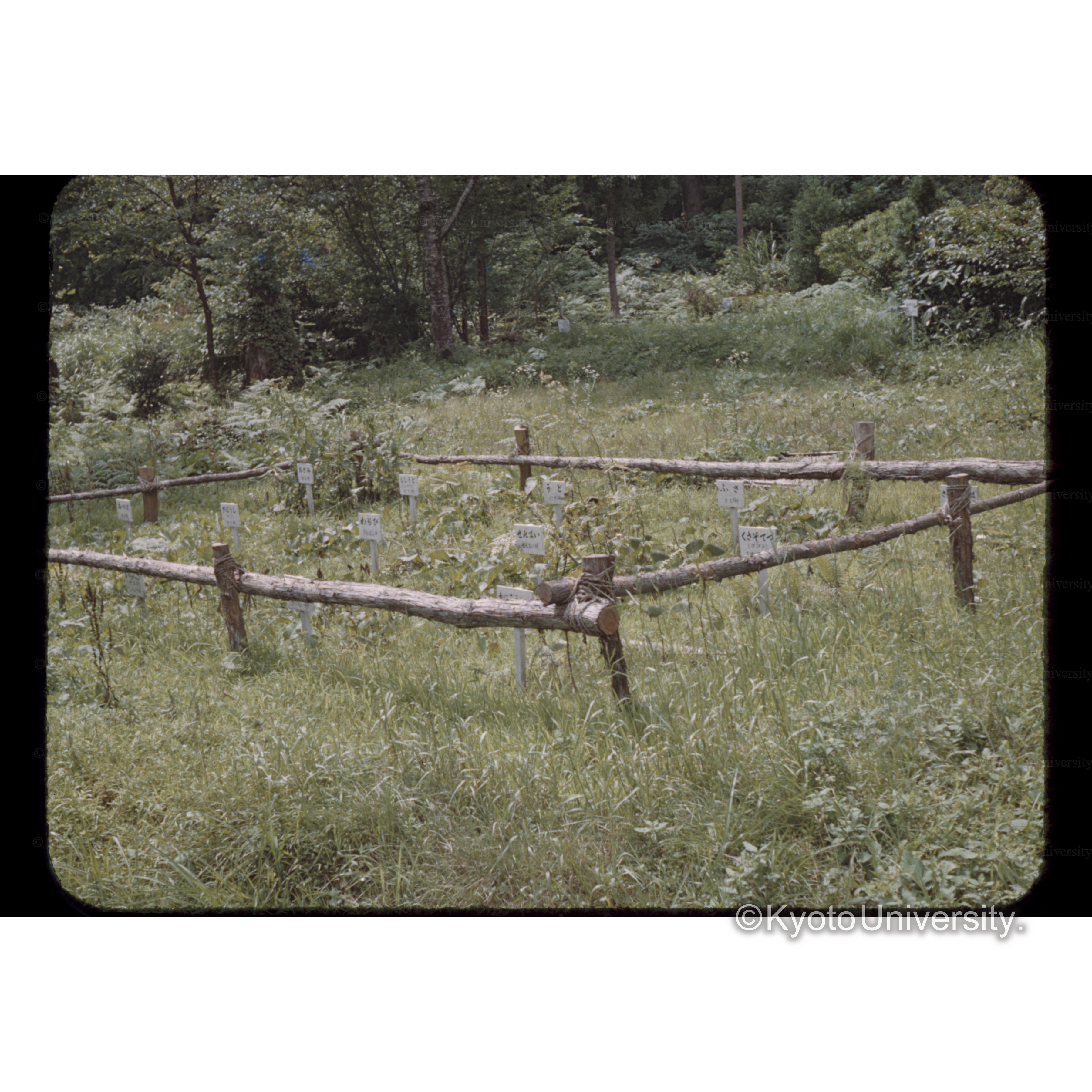 秋田治沢事業所前の山菜見本園 (1)