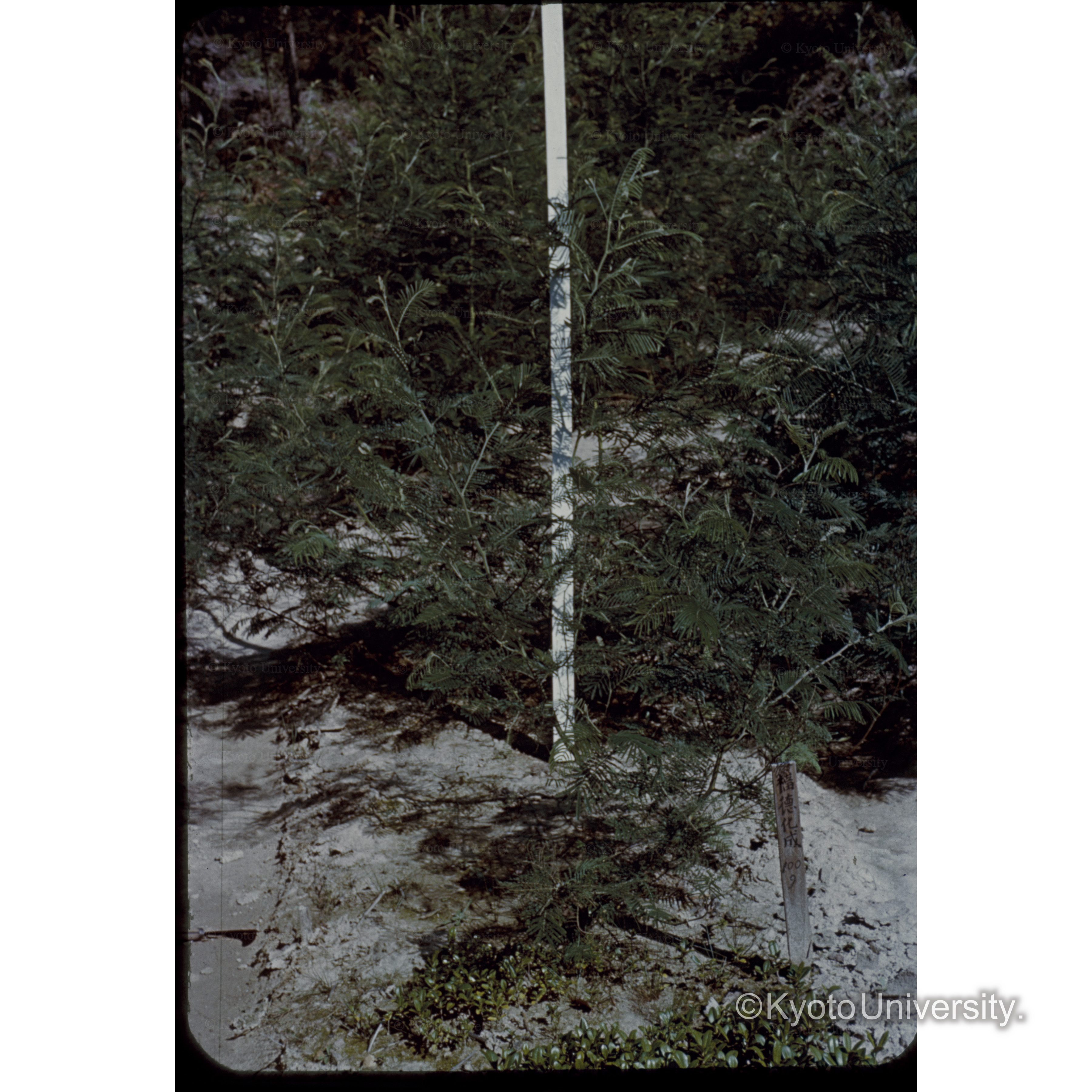 〔苗木□と白いポール〕 (1)