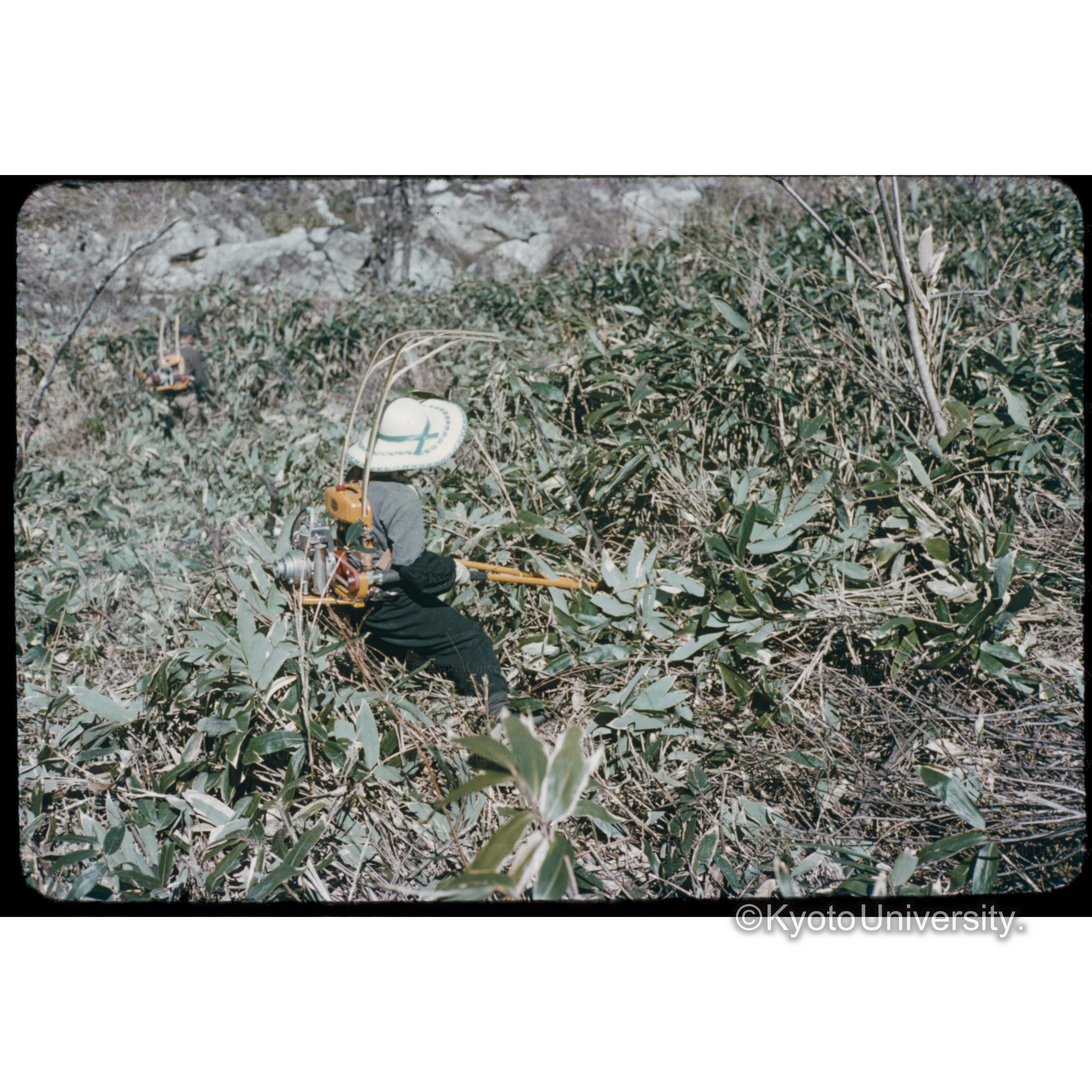 下刈キ　M 10 1961.5 (1)