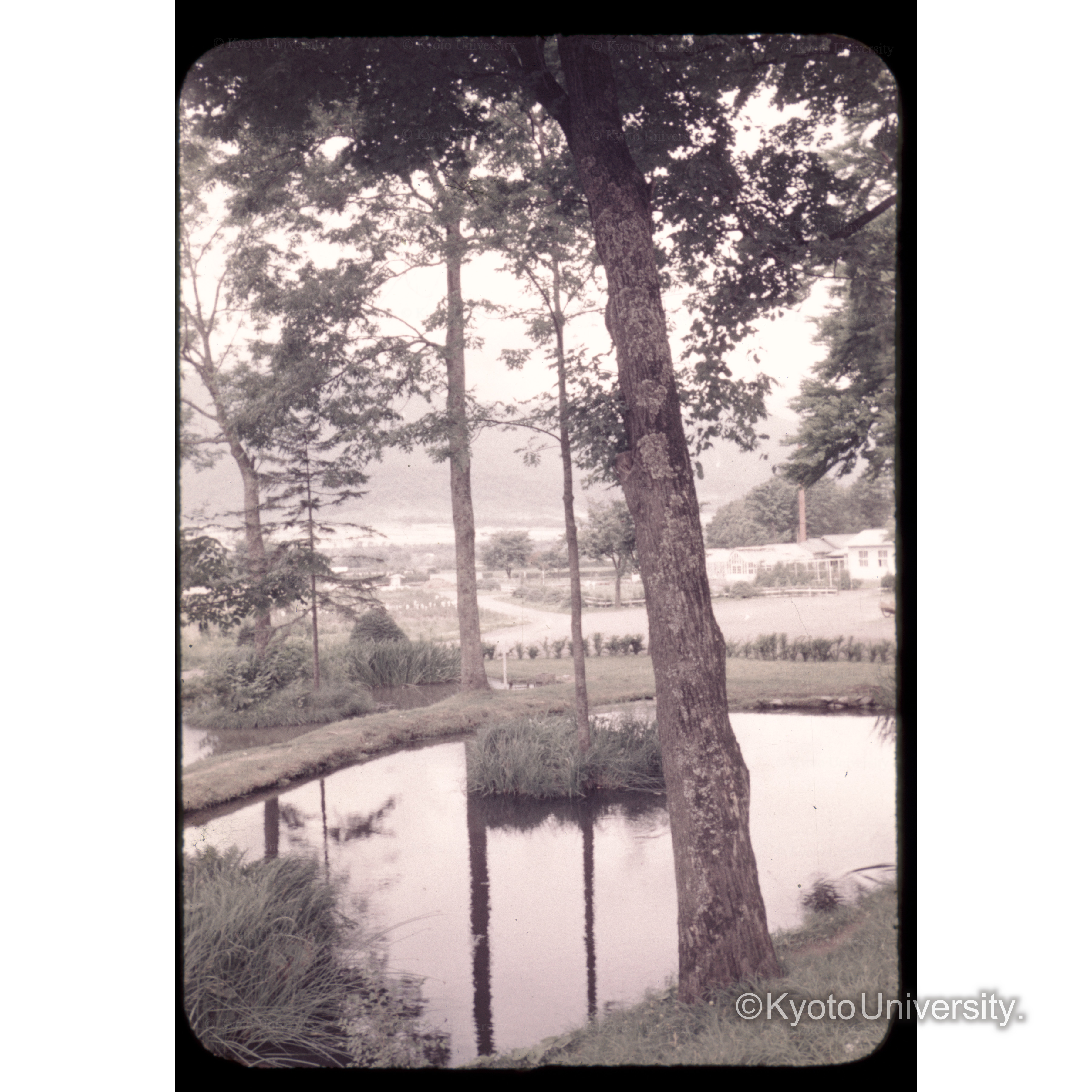 京大山□演習林 (1)