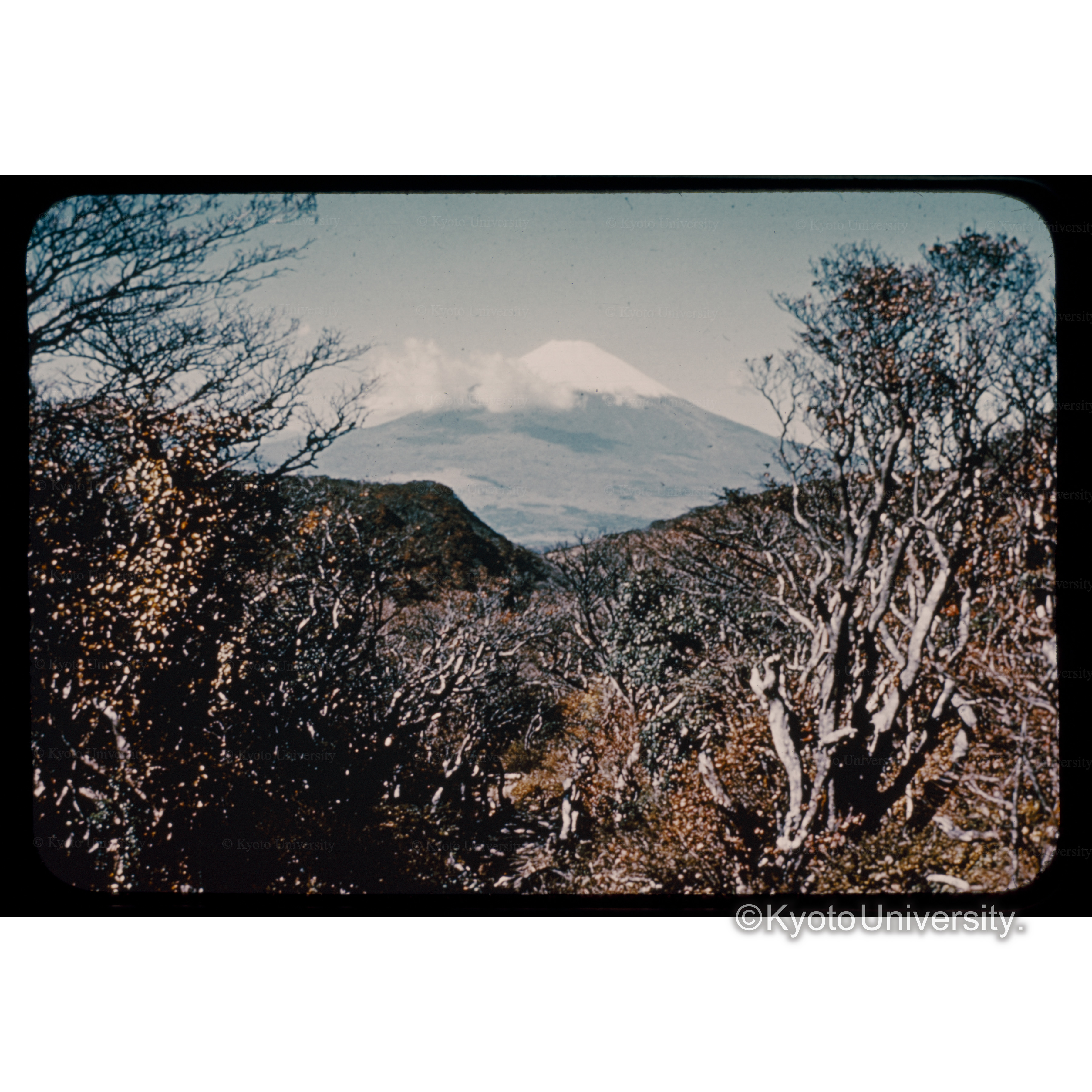 駒ヶ岳天然林中より富士　箱根駒ヶ岳 (1)