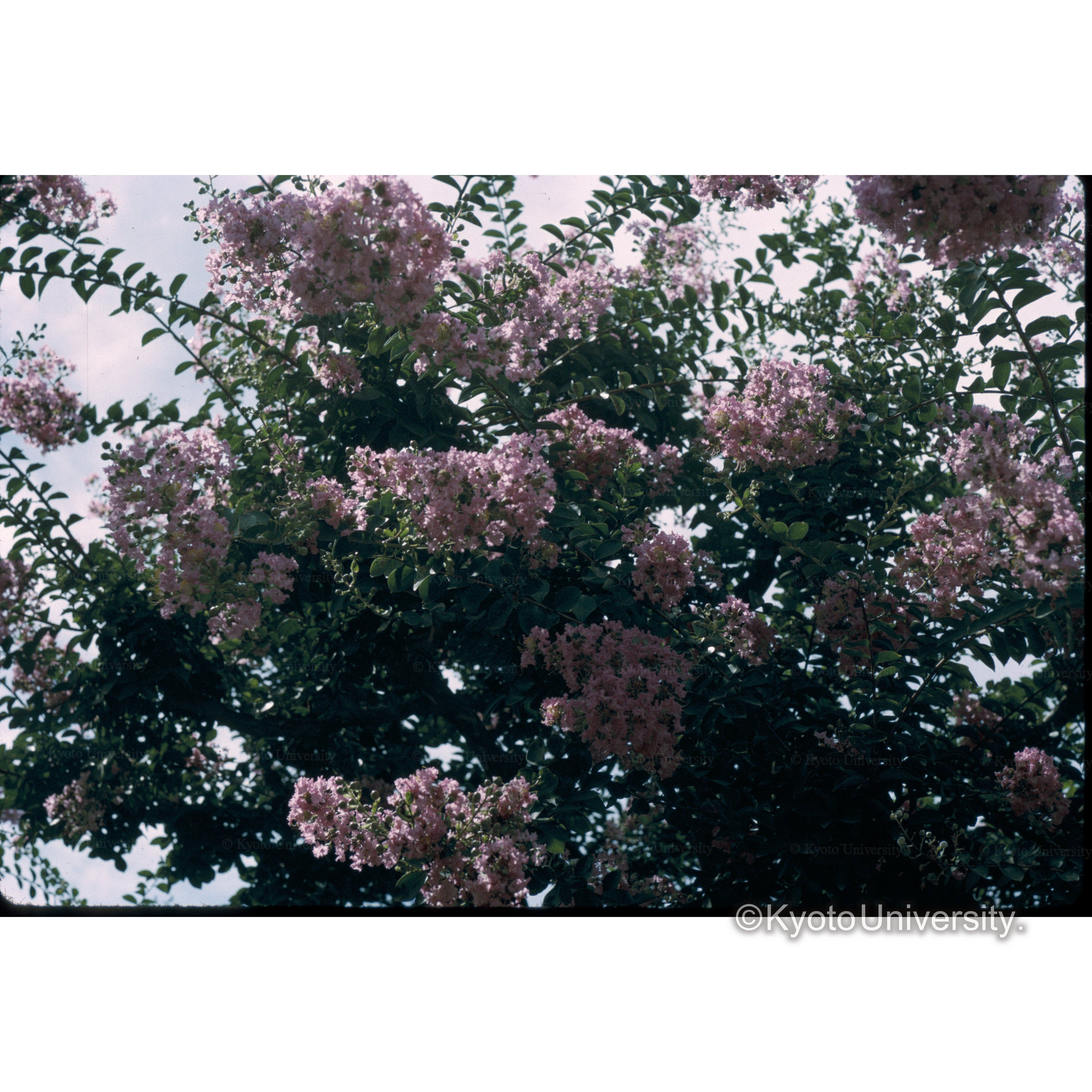 サルスベリ　Aug 24 '66 (1)