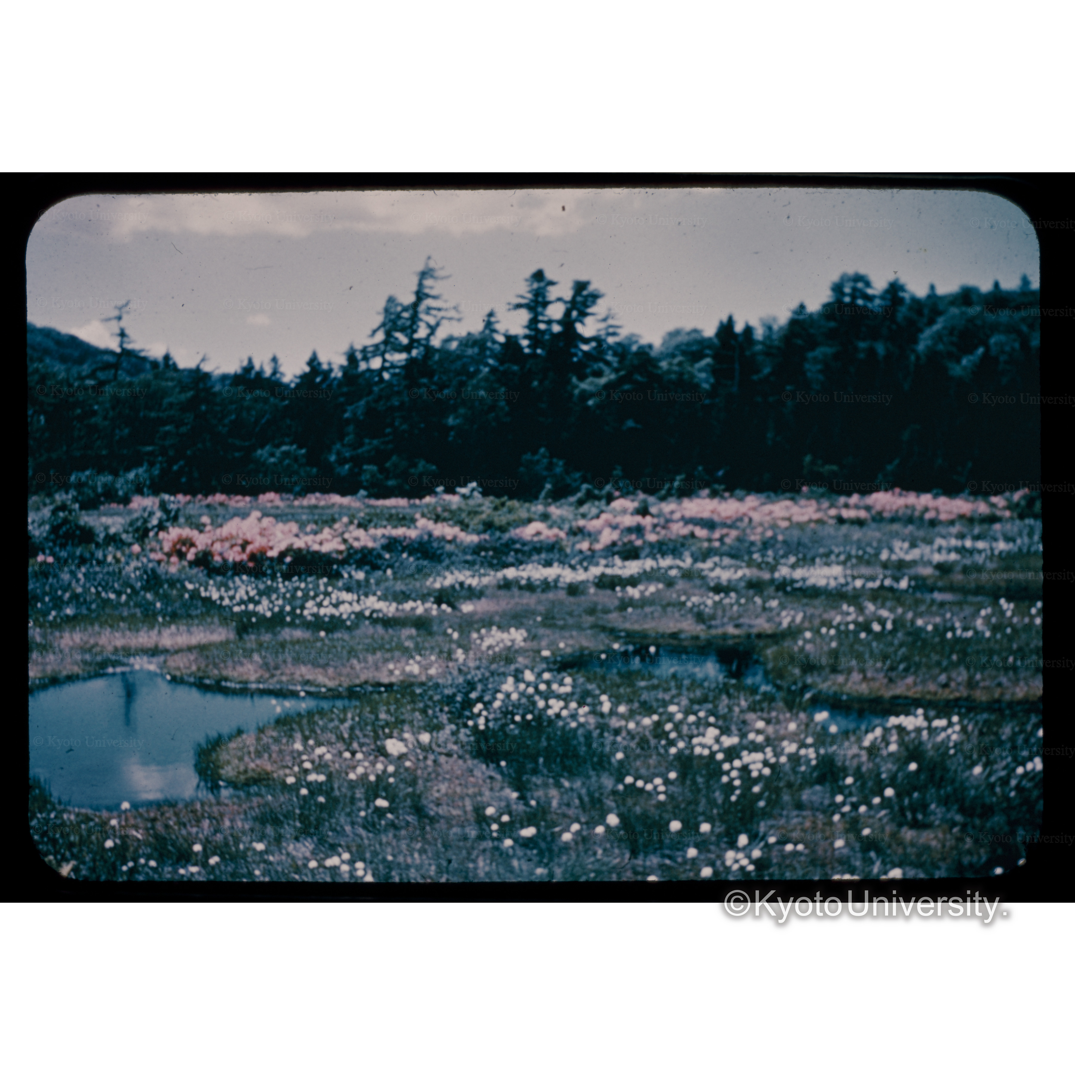 春の八幡平(十和田八幡平) (1)