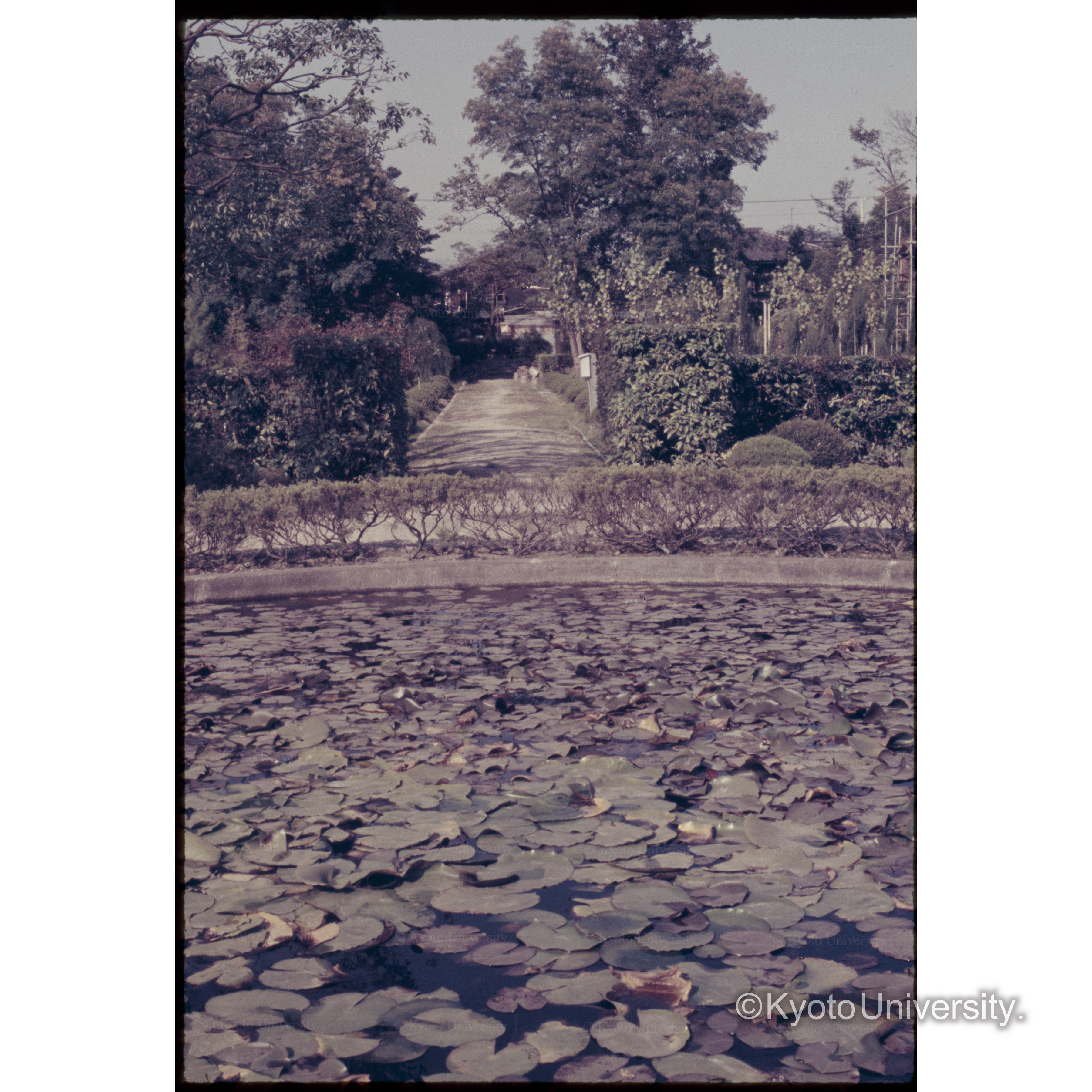 京大演習林本部 (1)