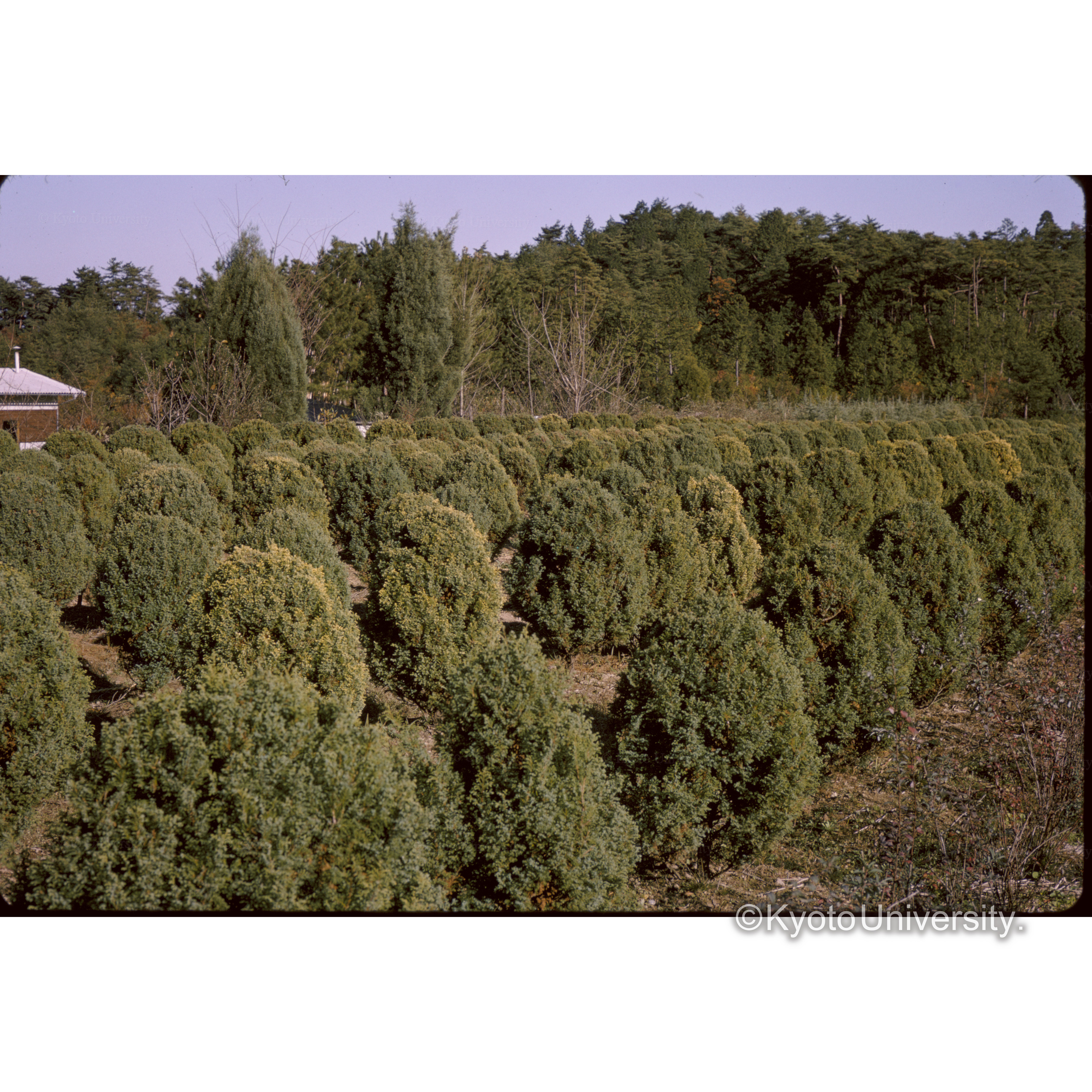 石部□畑(カイズカ) (1)