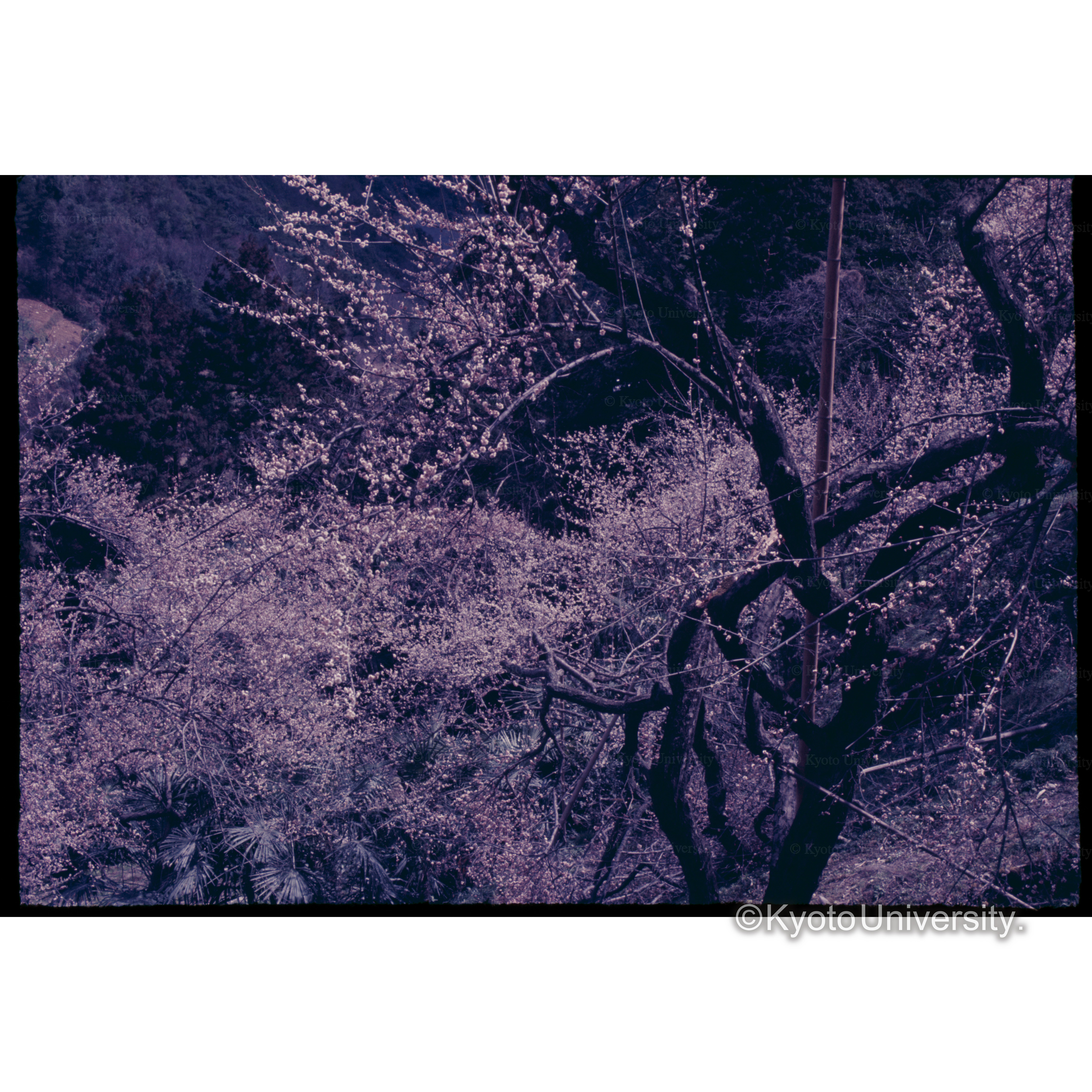 西吉野(紅梅) (1)