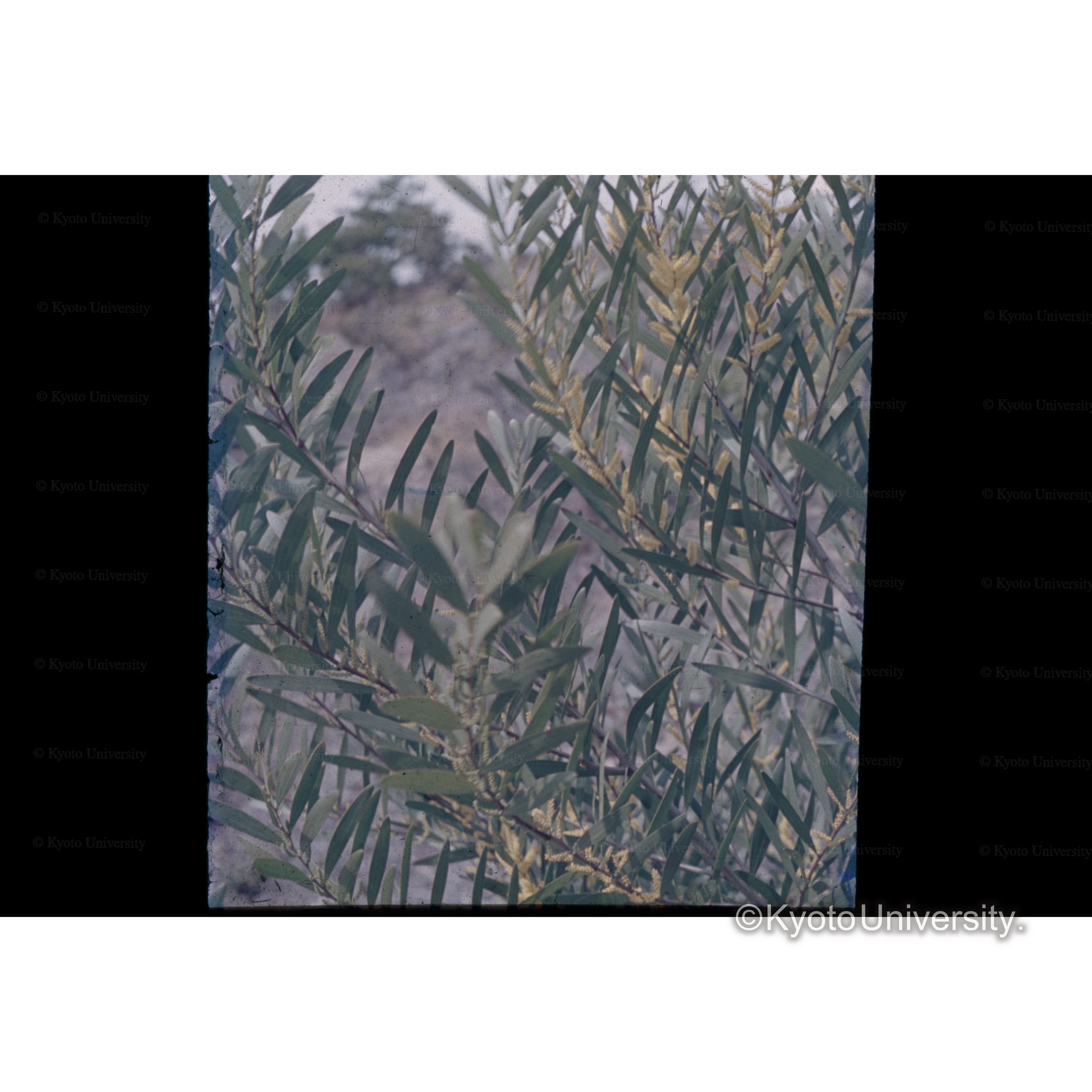 白浜試験地　A No.7-2 28.3 A.longibonia 2年目 (1)