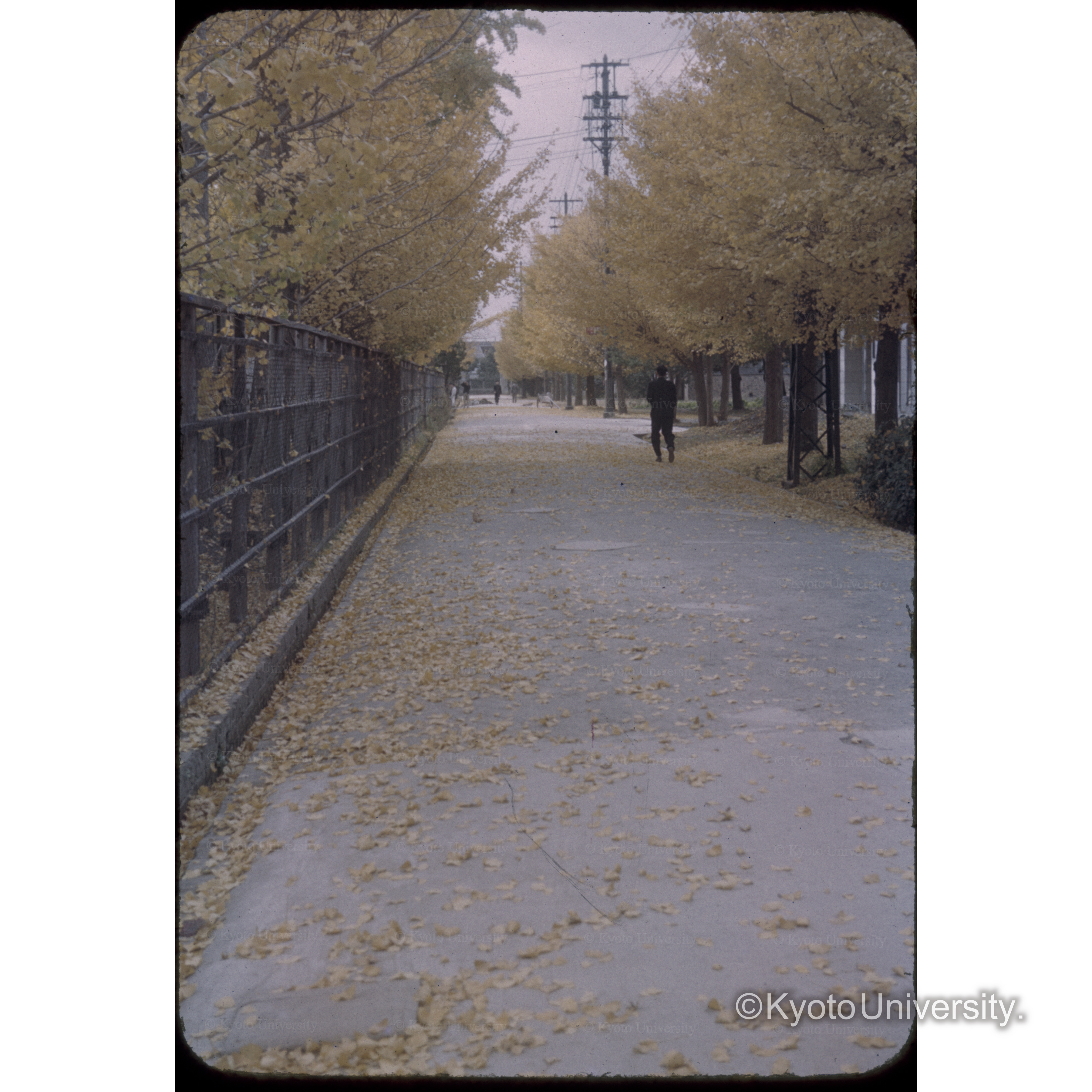 京大理学部イテウ並木 (1)