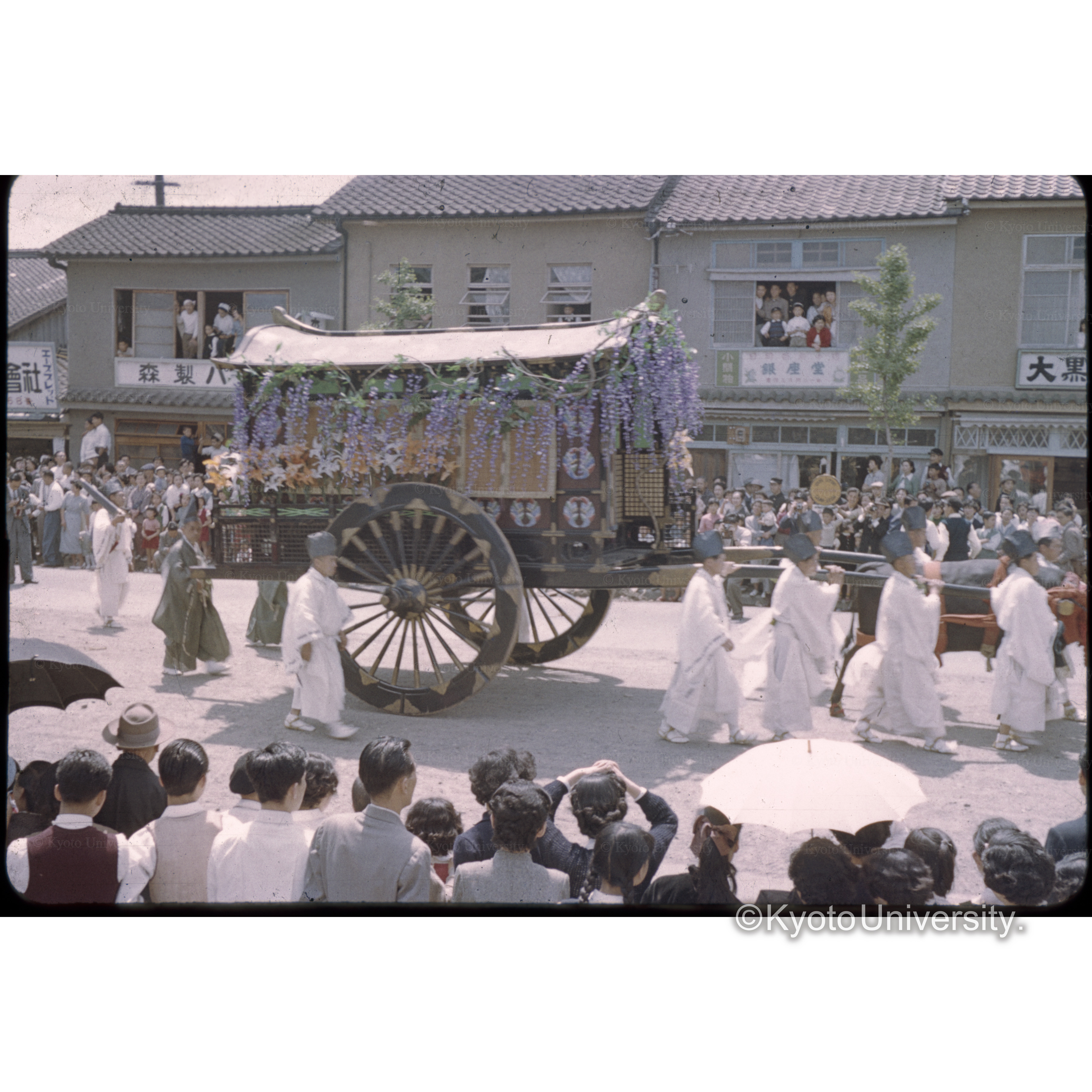 アオイマツリ (1)