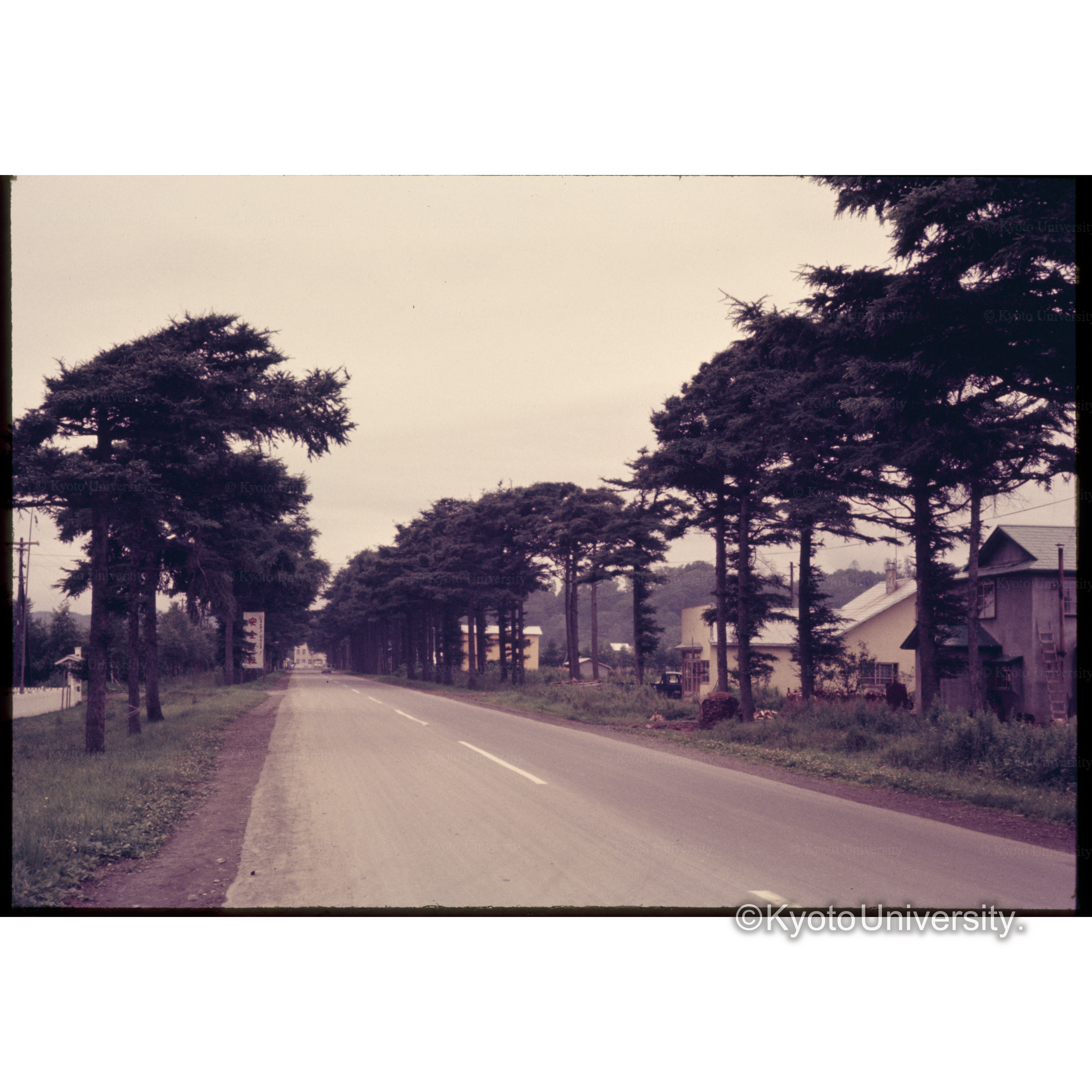 広尾のカラマツ並木 (1)