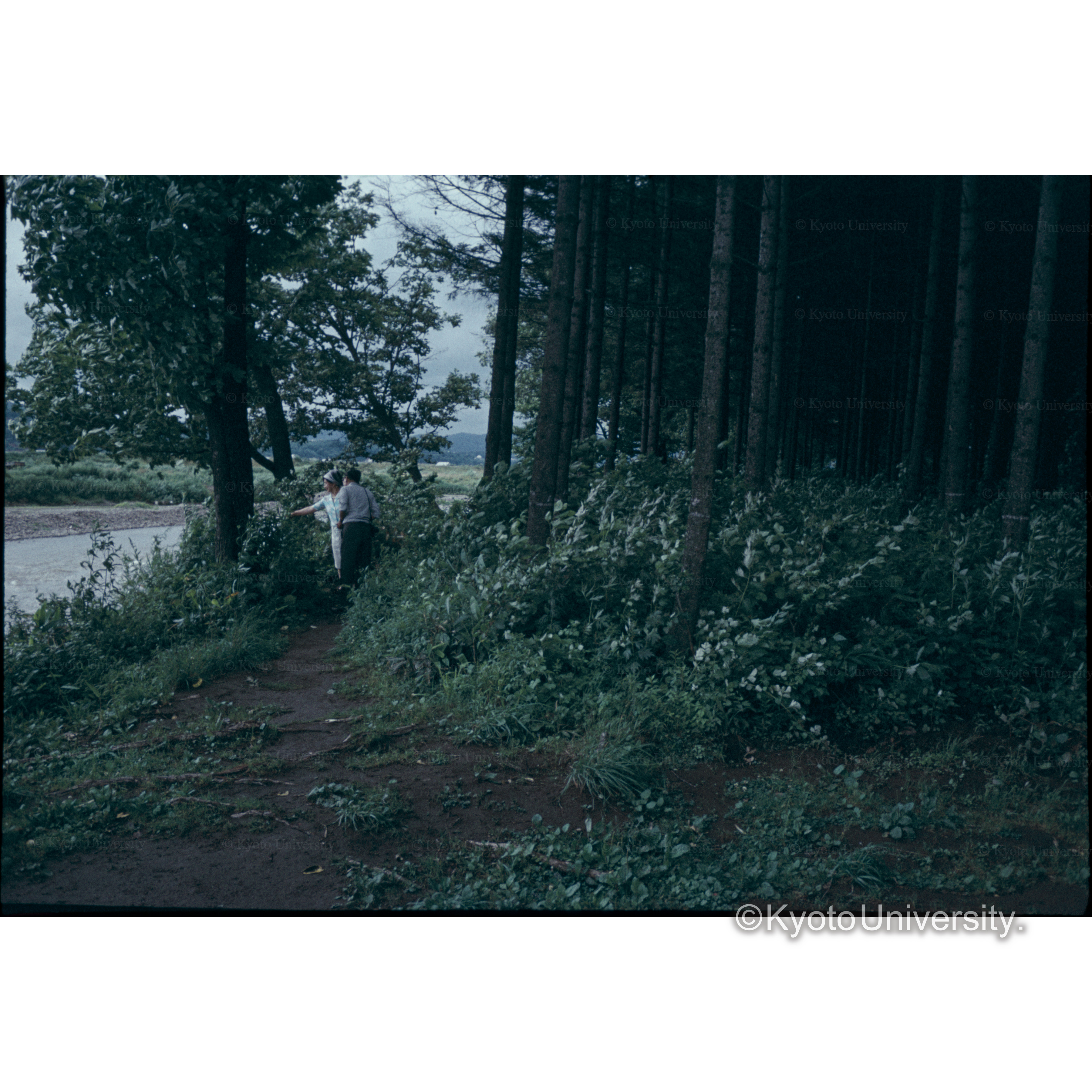 旭川営林署外□□□□林 (1)