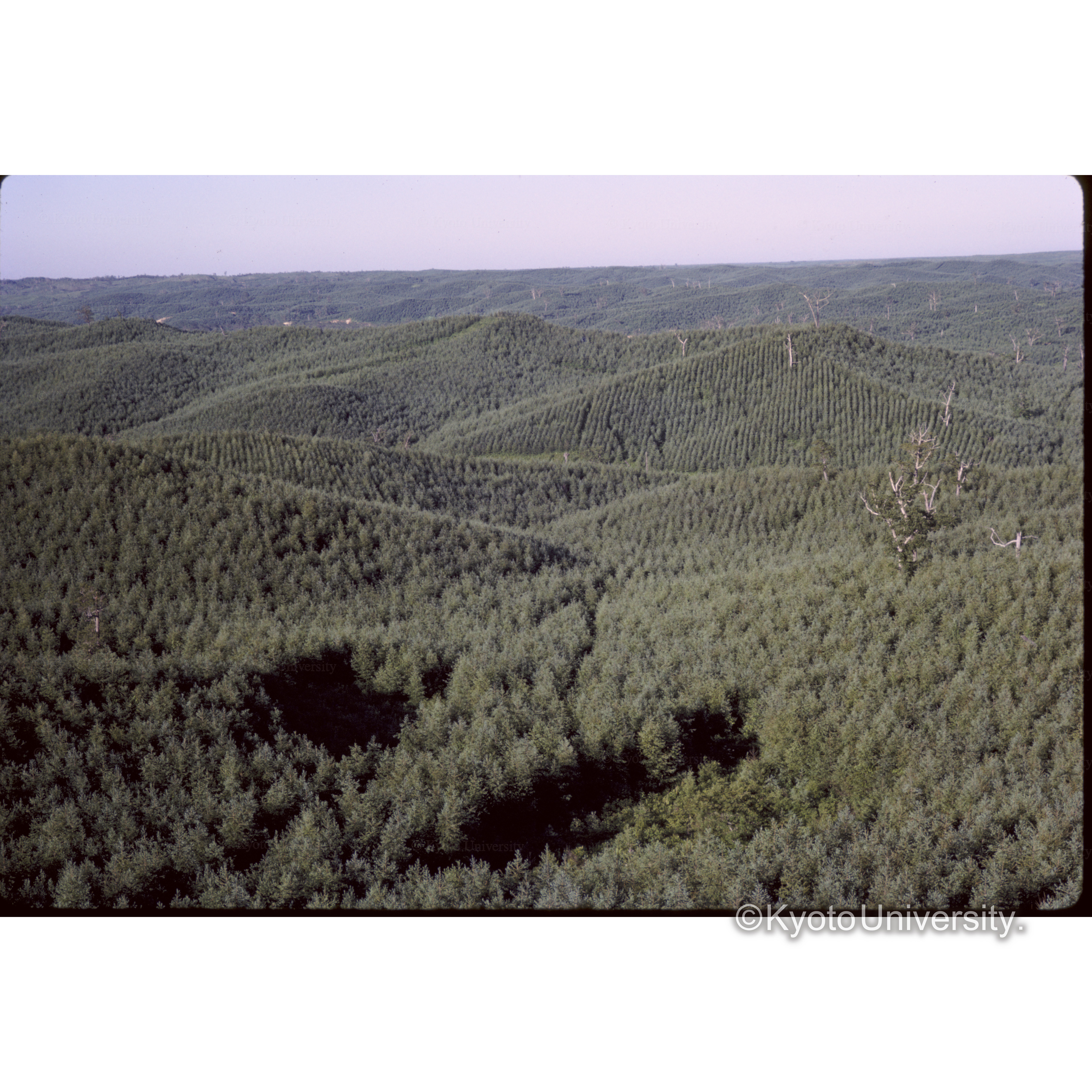 パイロットフォレスト (1)