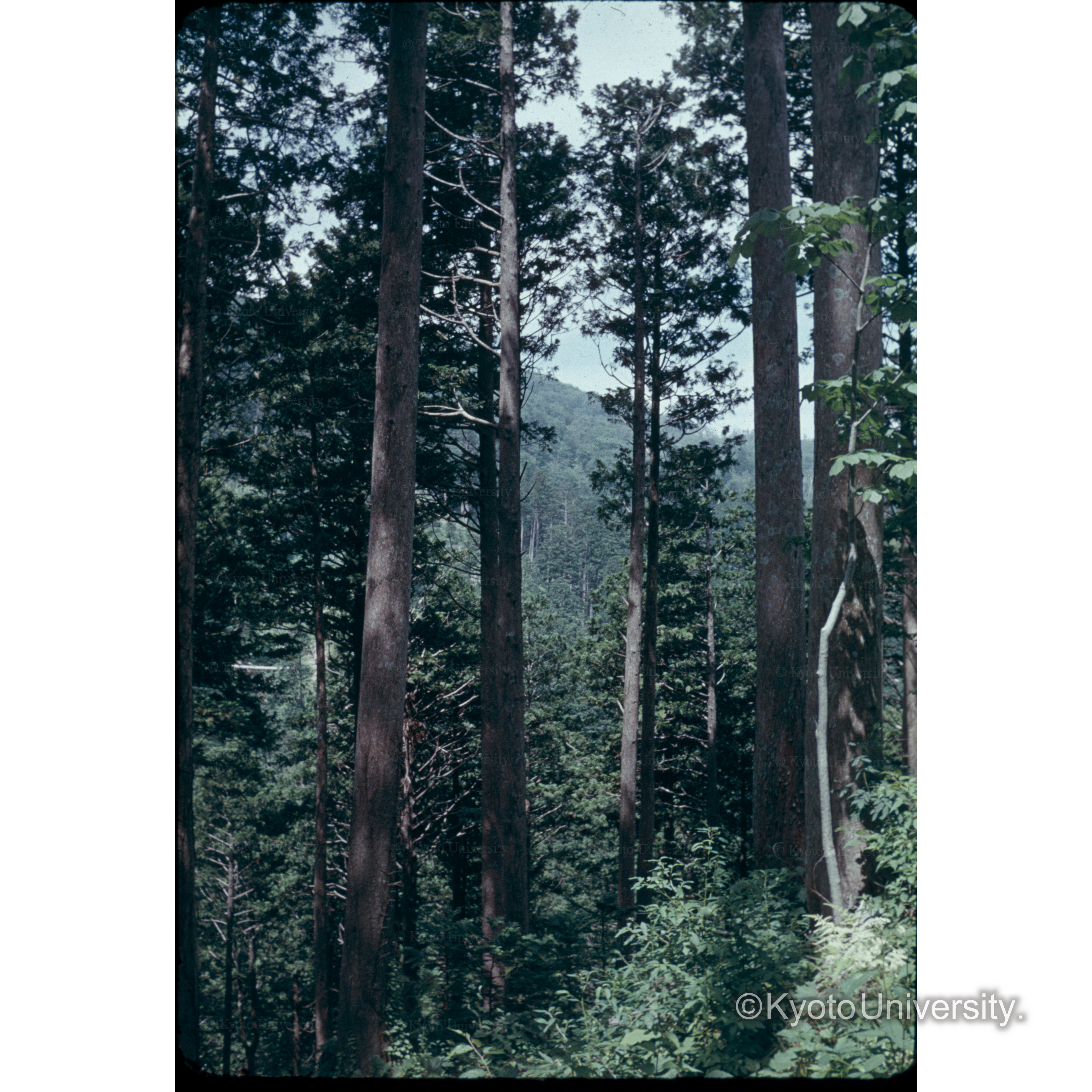 塩川のヒバ林 (1)