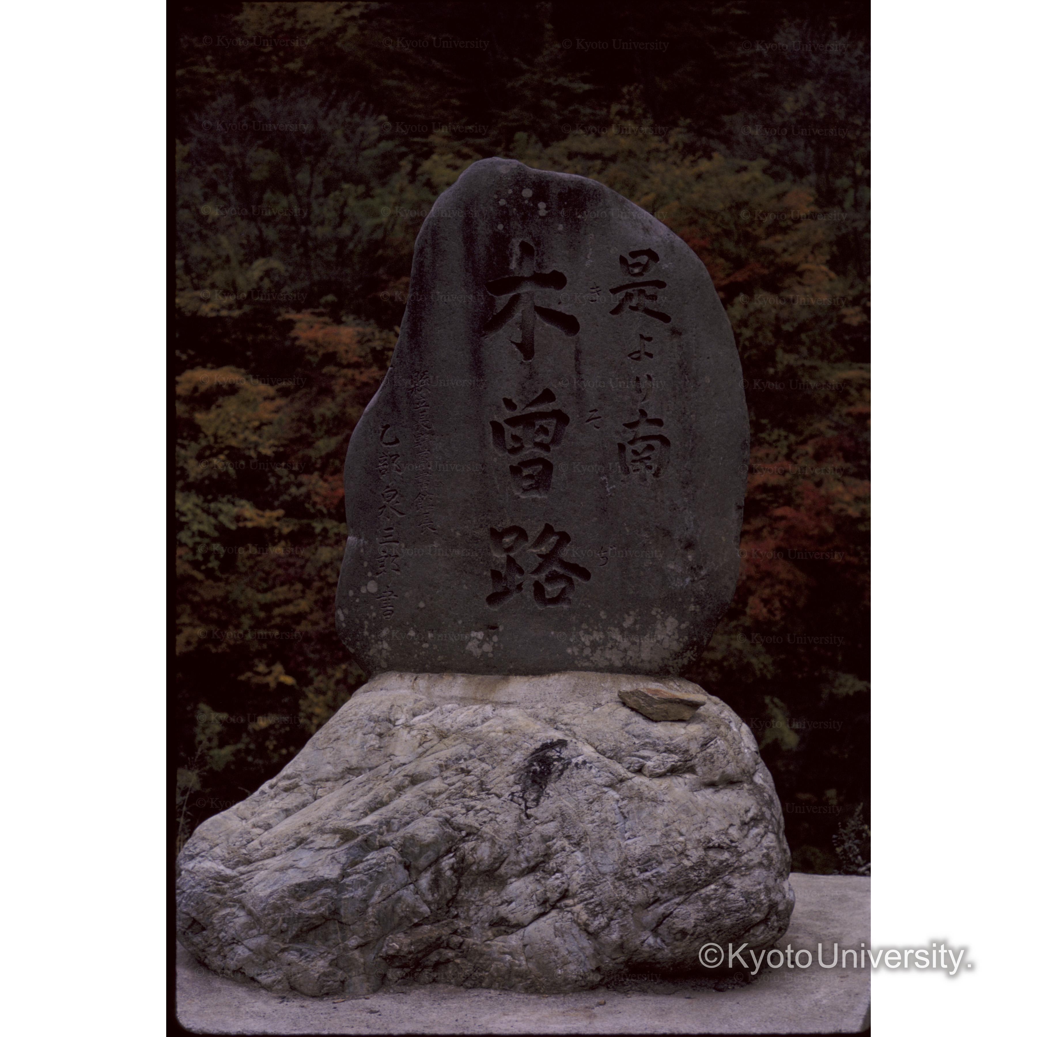 「これより南木曽路」　桜沢 (1)