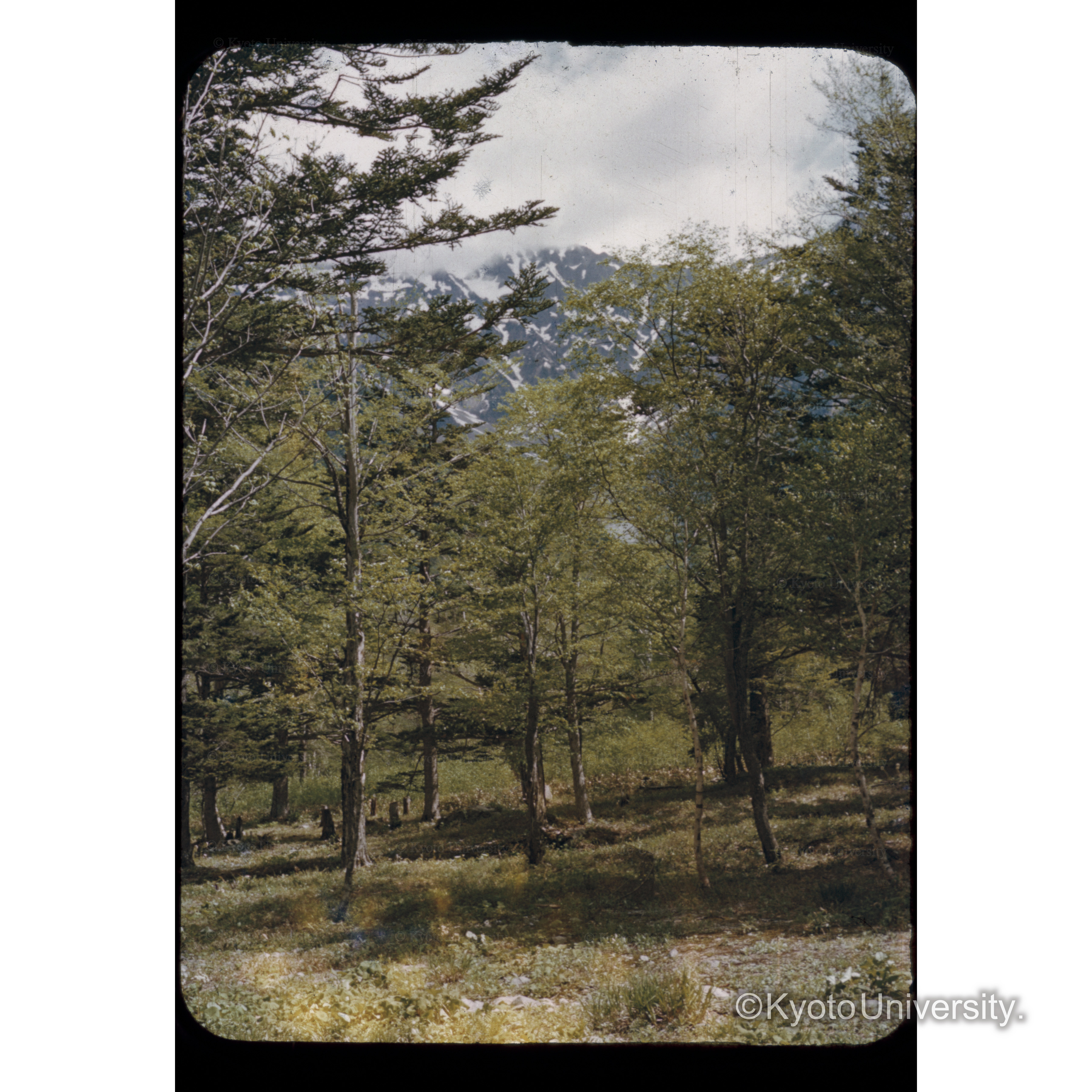 上高地　バックは穂高連峯 (1)