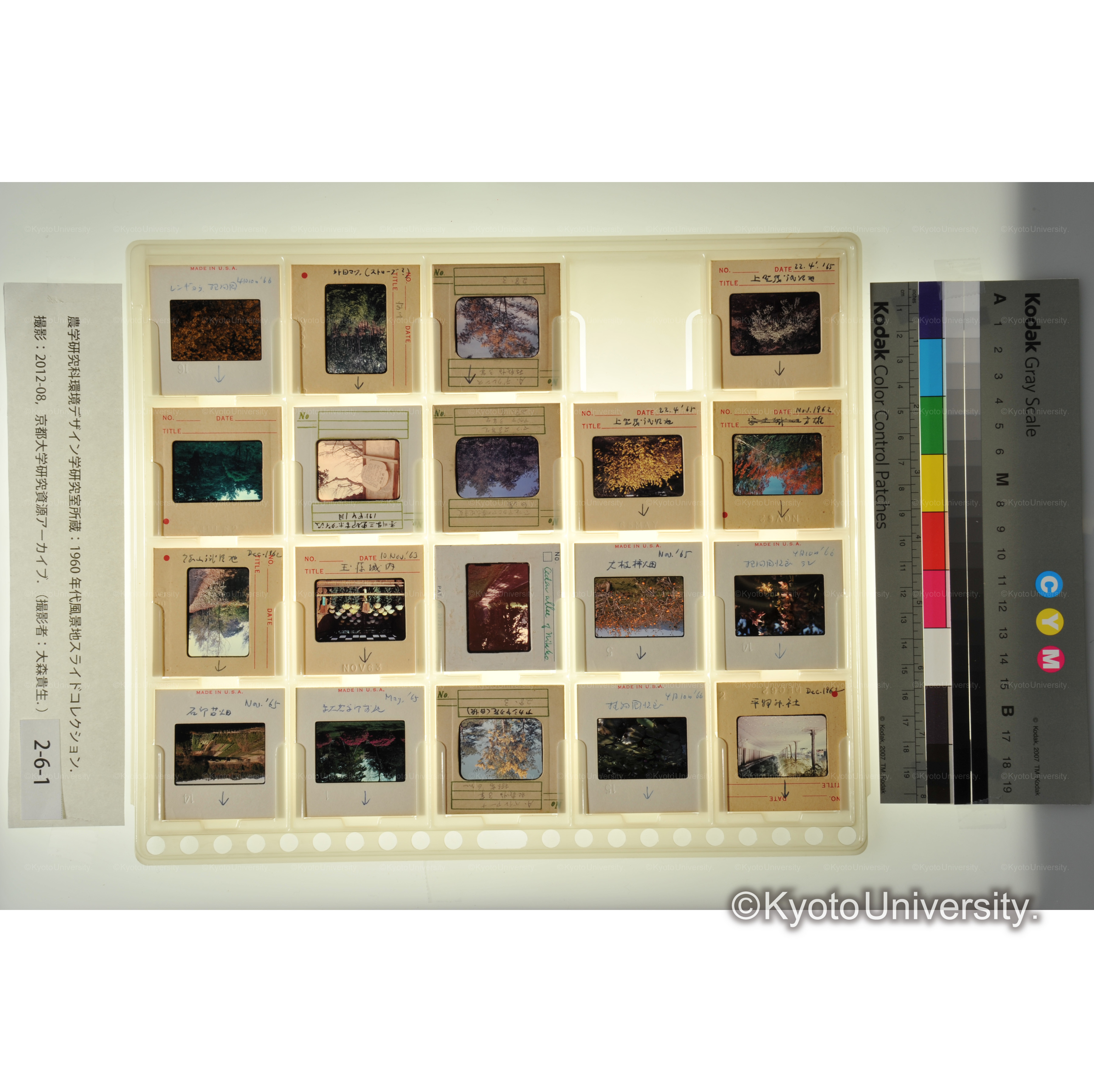 〔植物園、上賀茂試験地　樹木〕 (1)