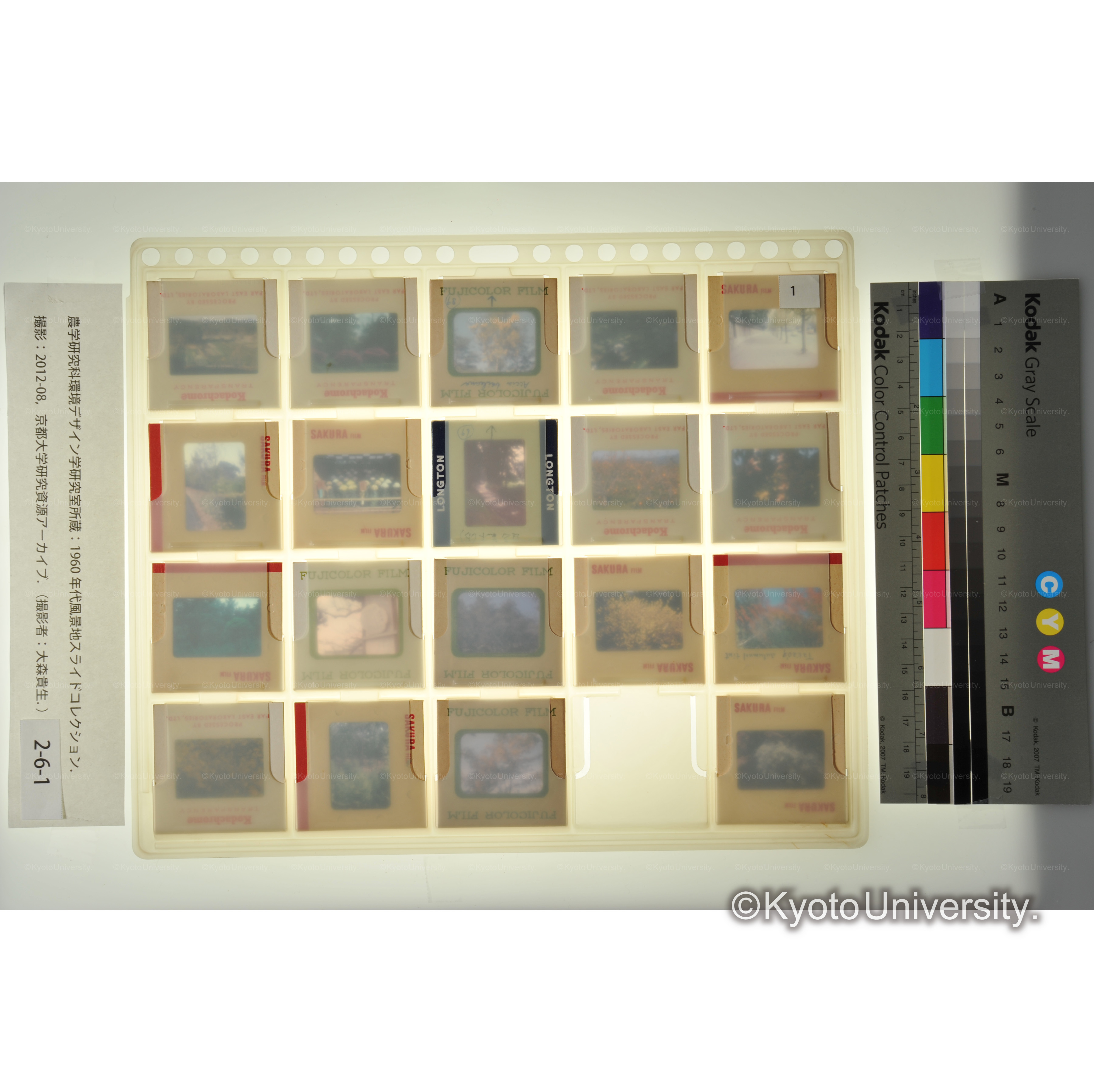 〔植物園、上賀茂試験地　樹木〕 (2)