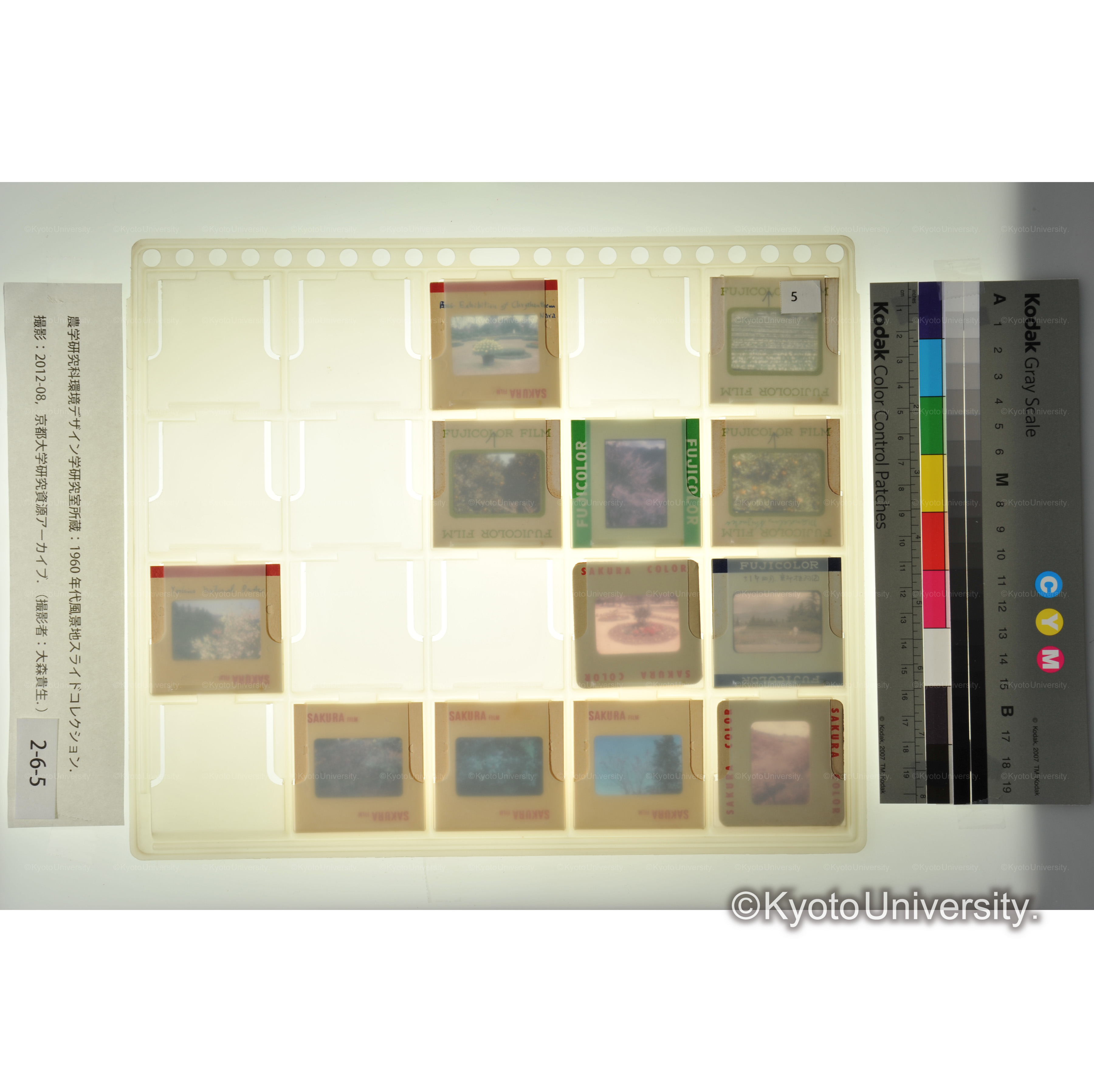 〔静岡、吉野、京都の植物〕 (1)