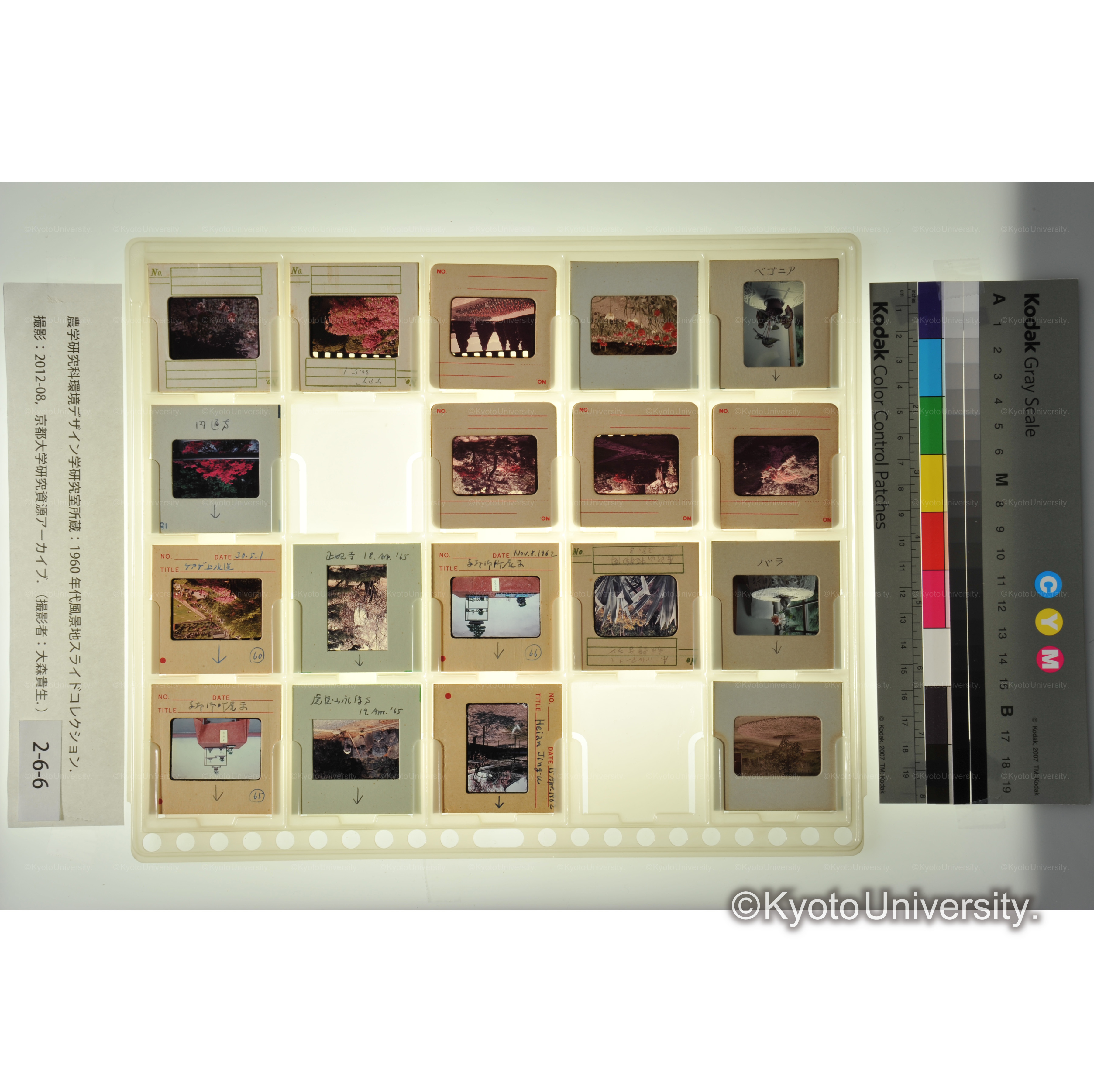 〔京都　庭園　植物〕 (1)