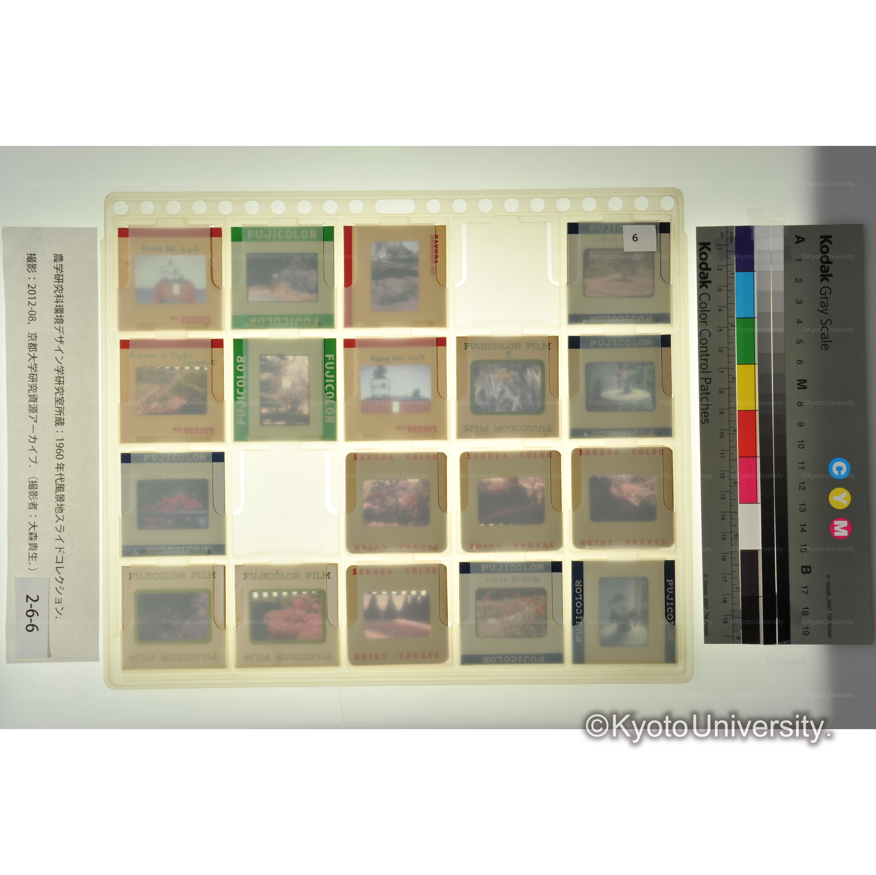 〔京都　庭園　植物〕 (2)