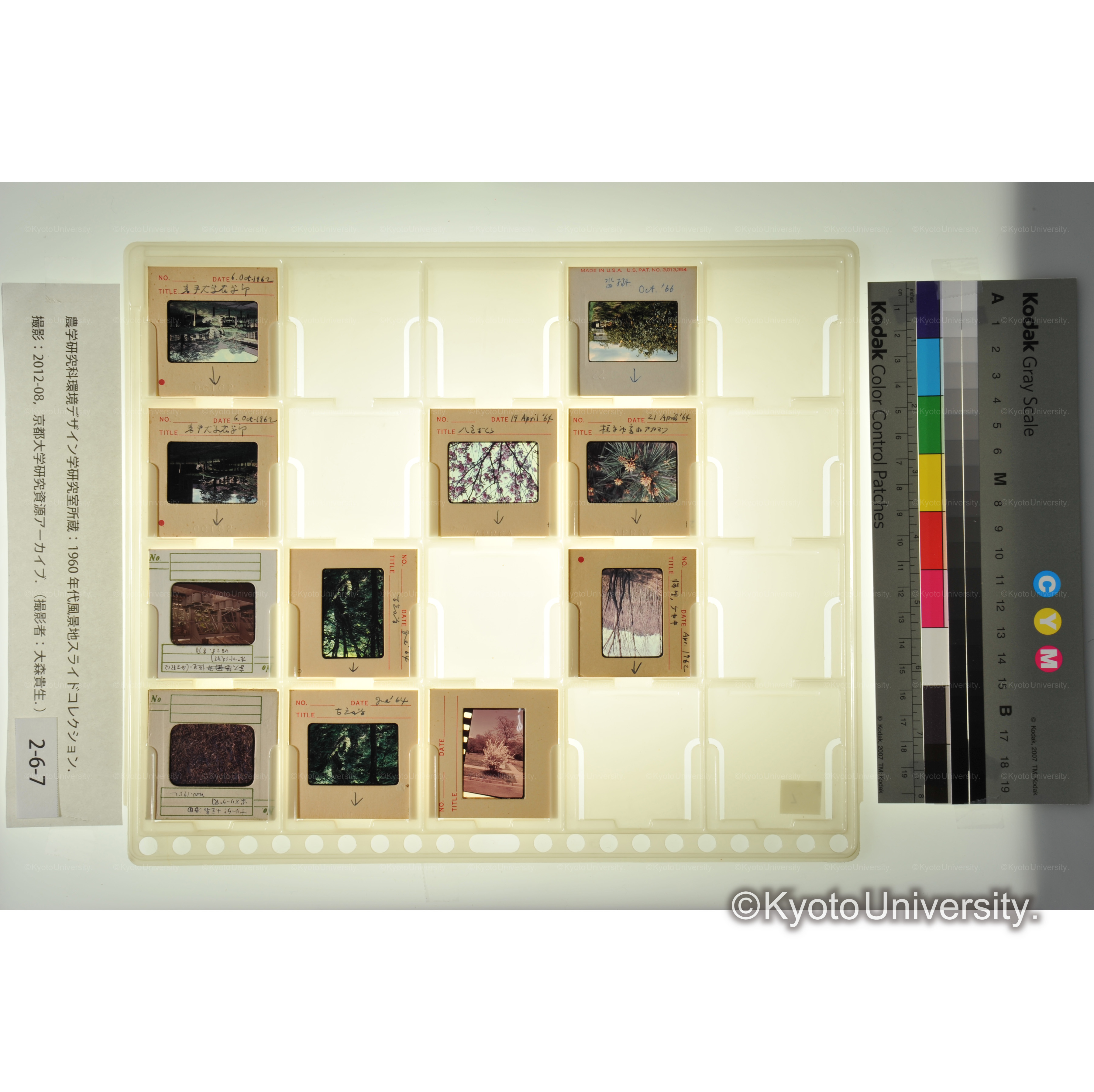 〔京都植物園、小豆島、岩手大学　樹木〕 (1)