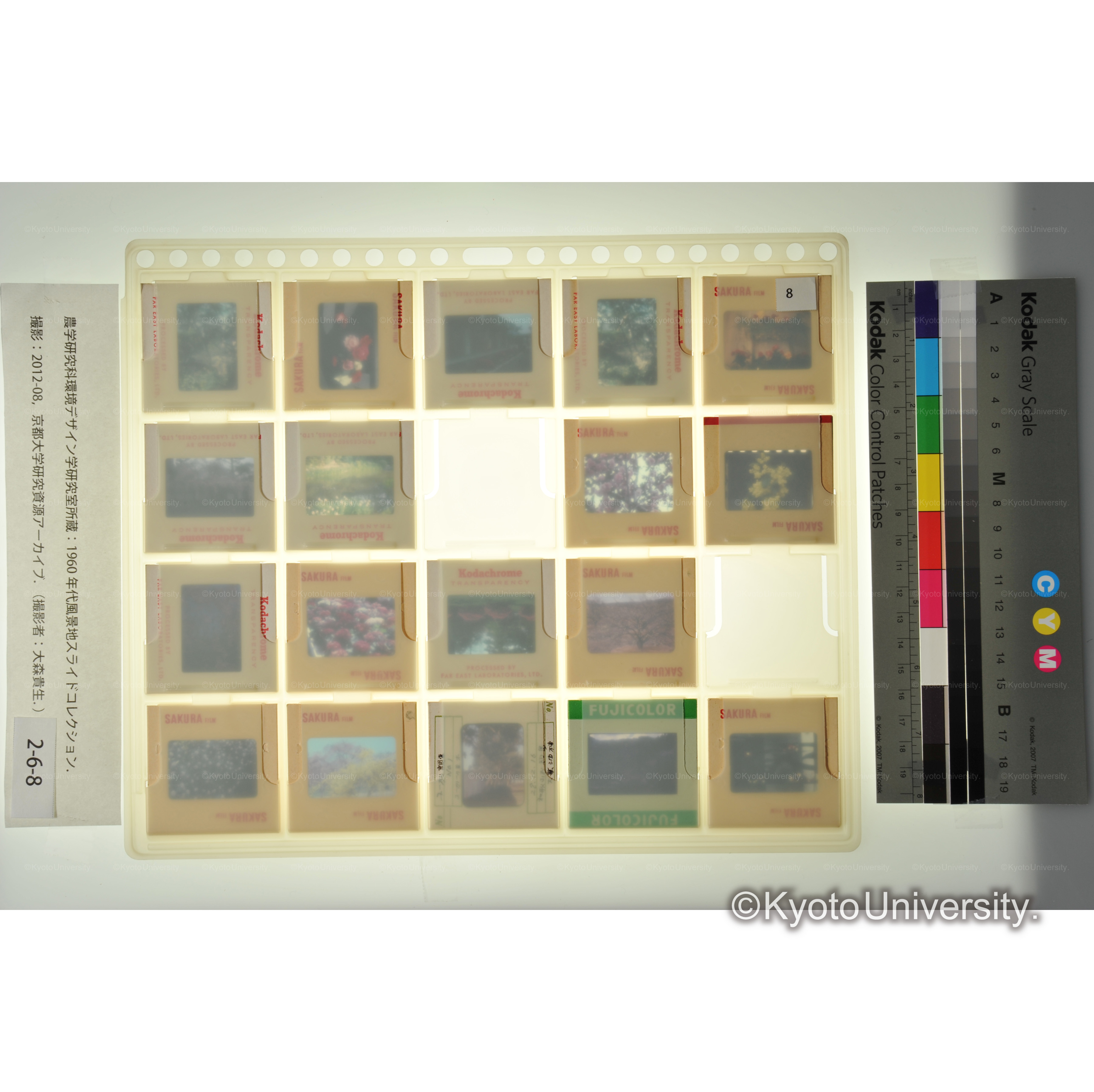 〔京都植物園、青谷梅林　花〕 (2)