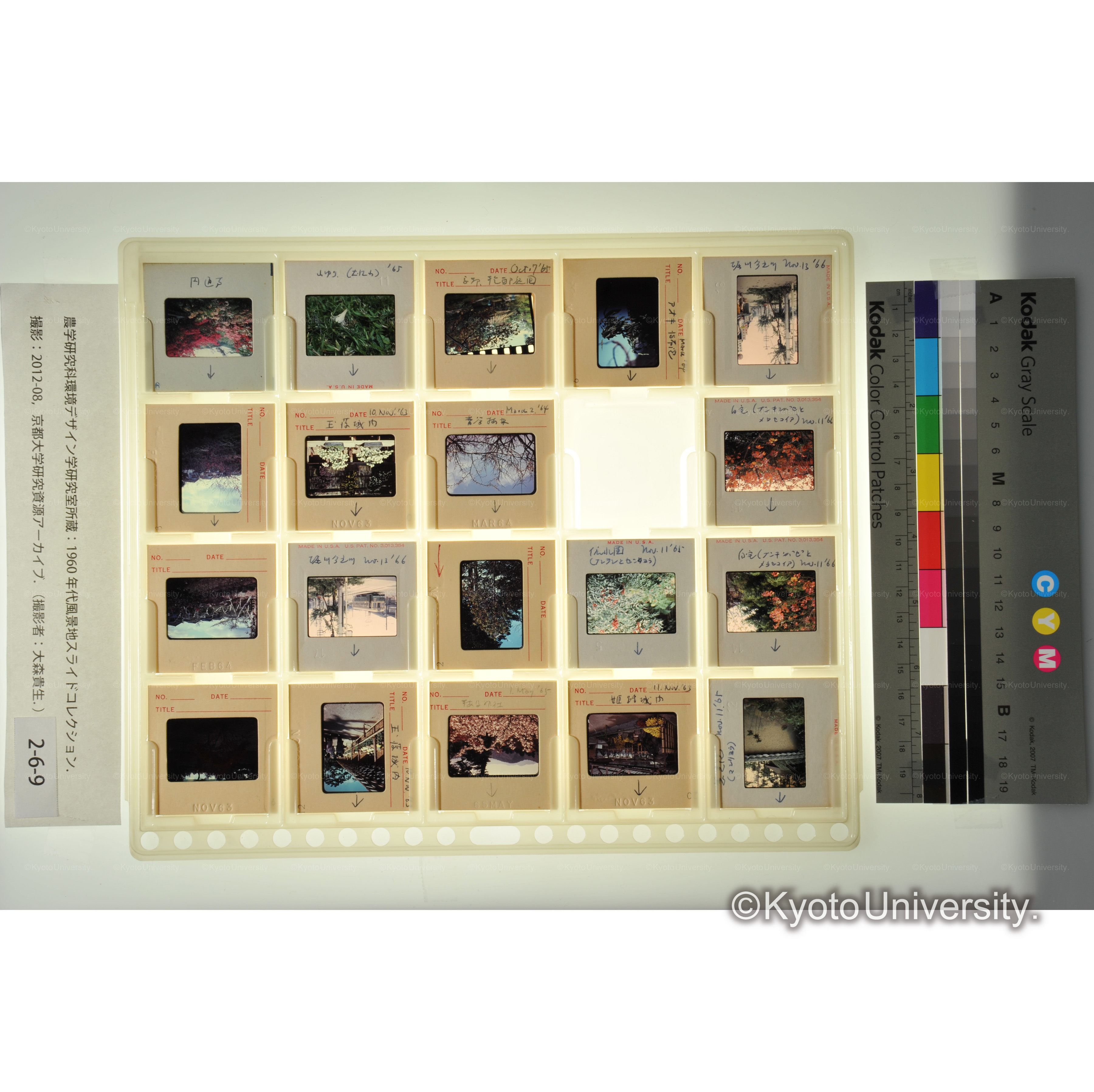 〔京都、姫路城、玉藻城　植物〕 (1)