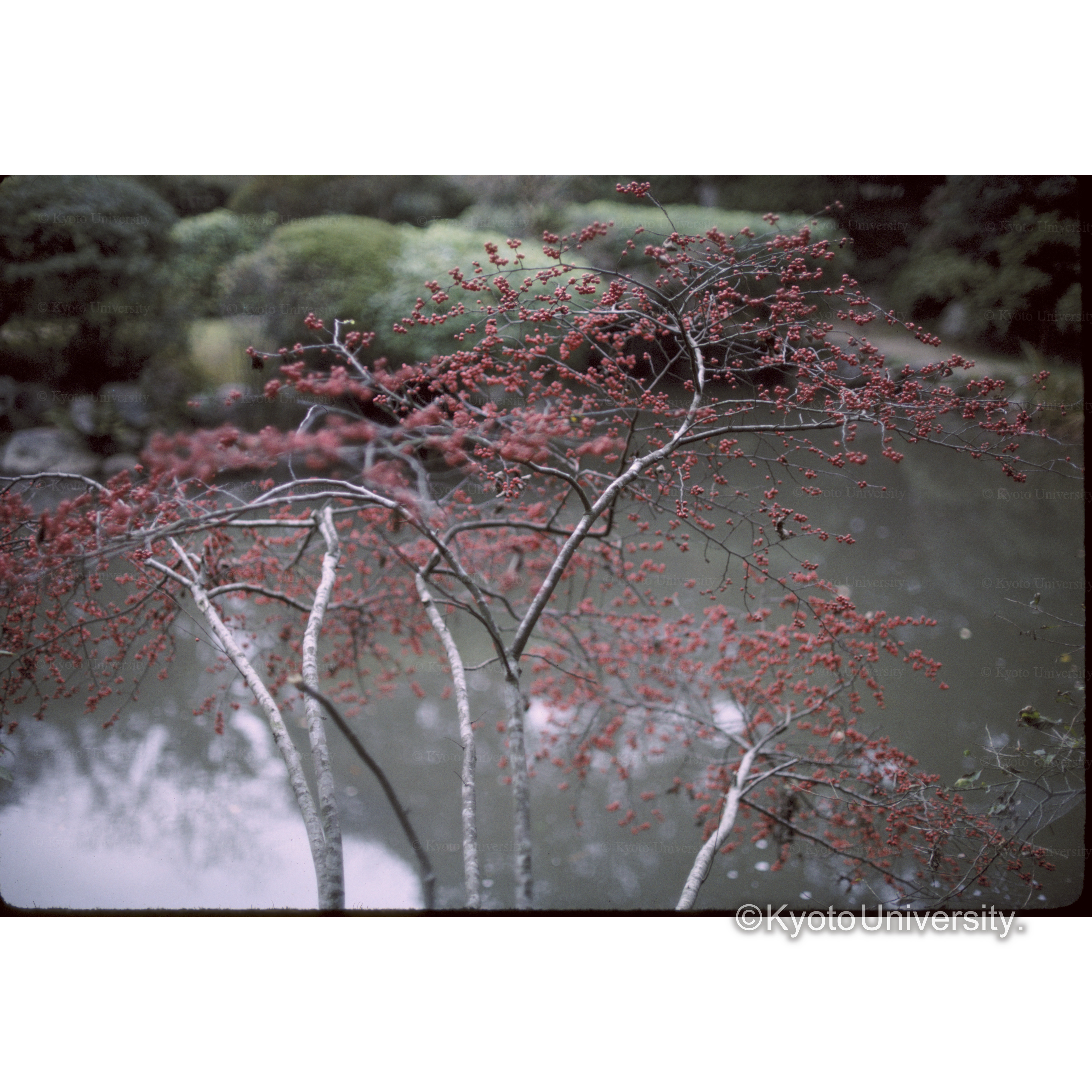 依水園（ウメモドキ） (1)