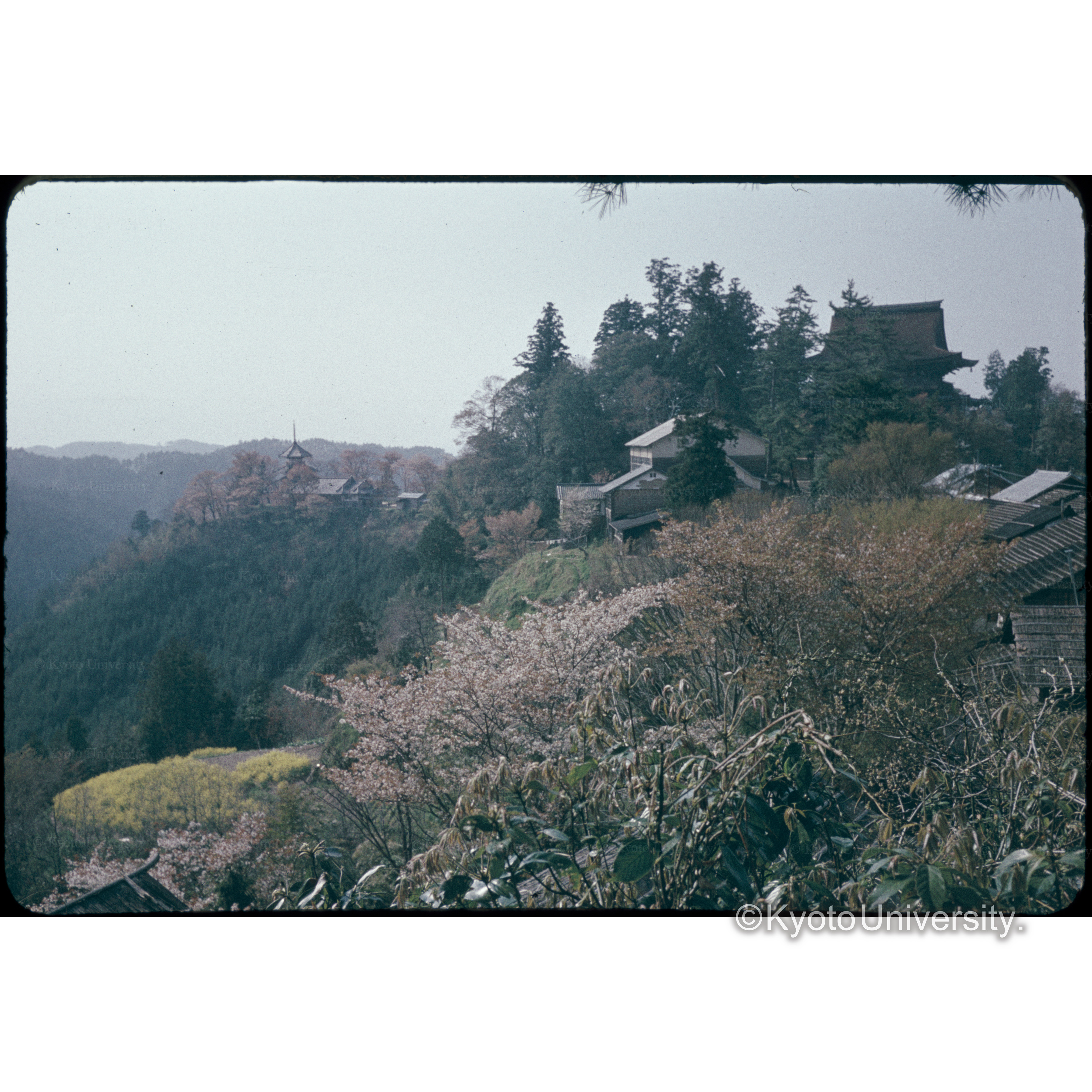 Yoshino(Zaô dô) (1)