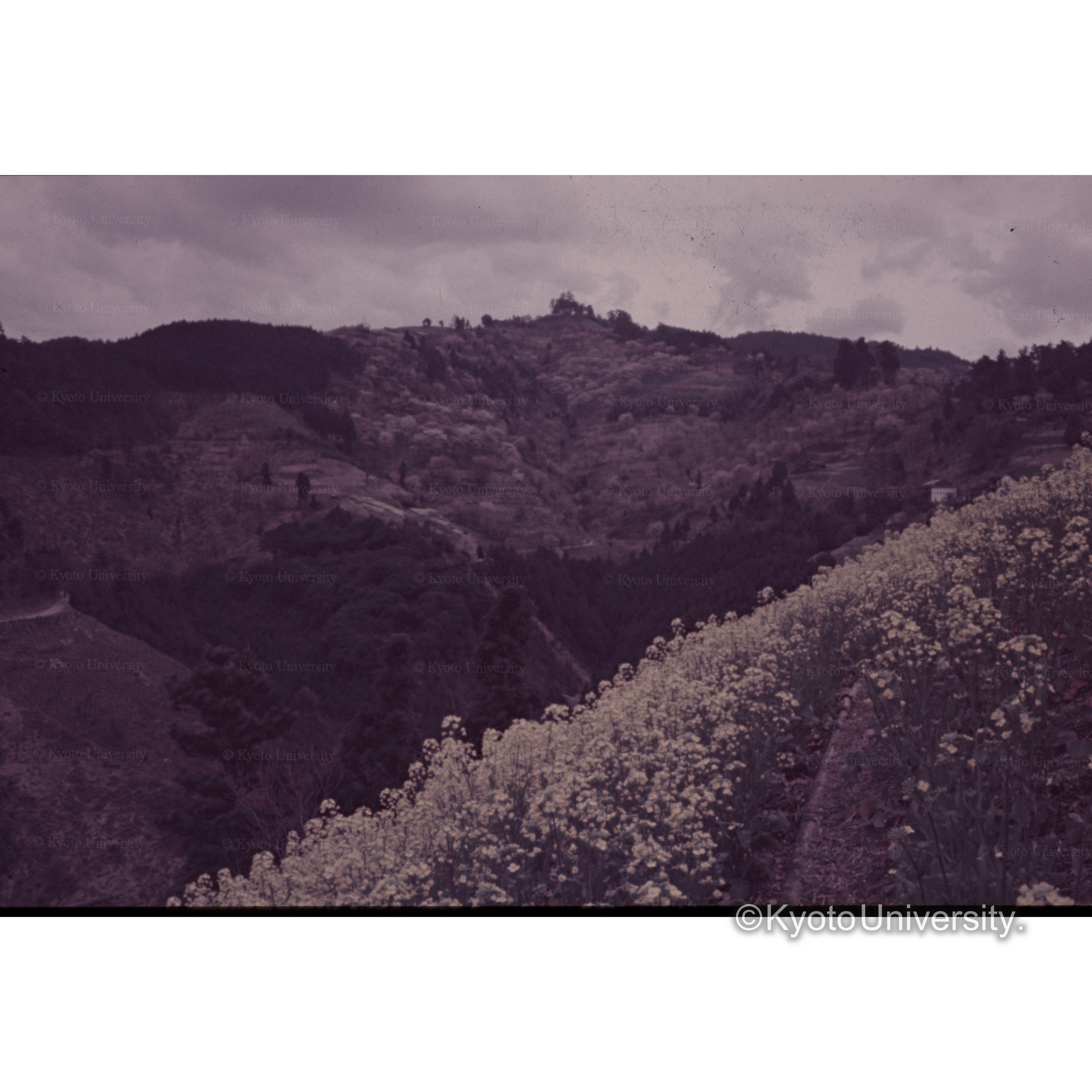 〔吉野山の桜〕 (1)