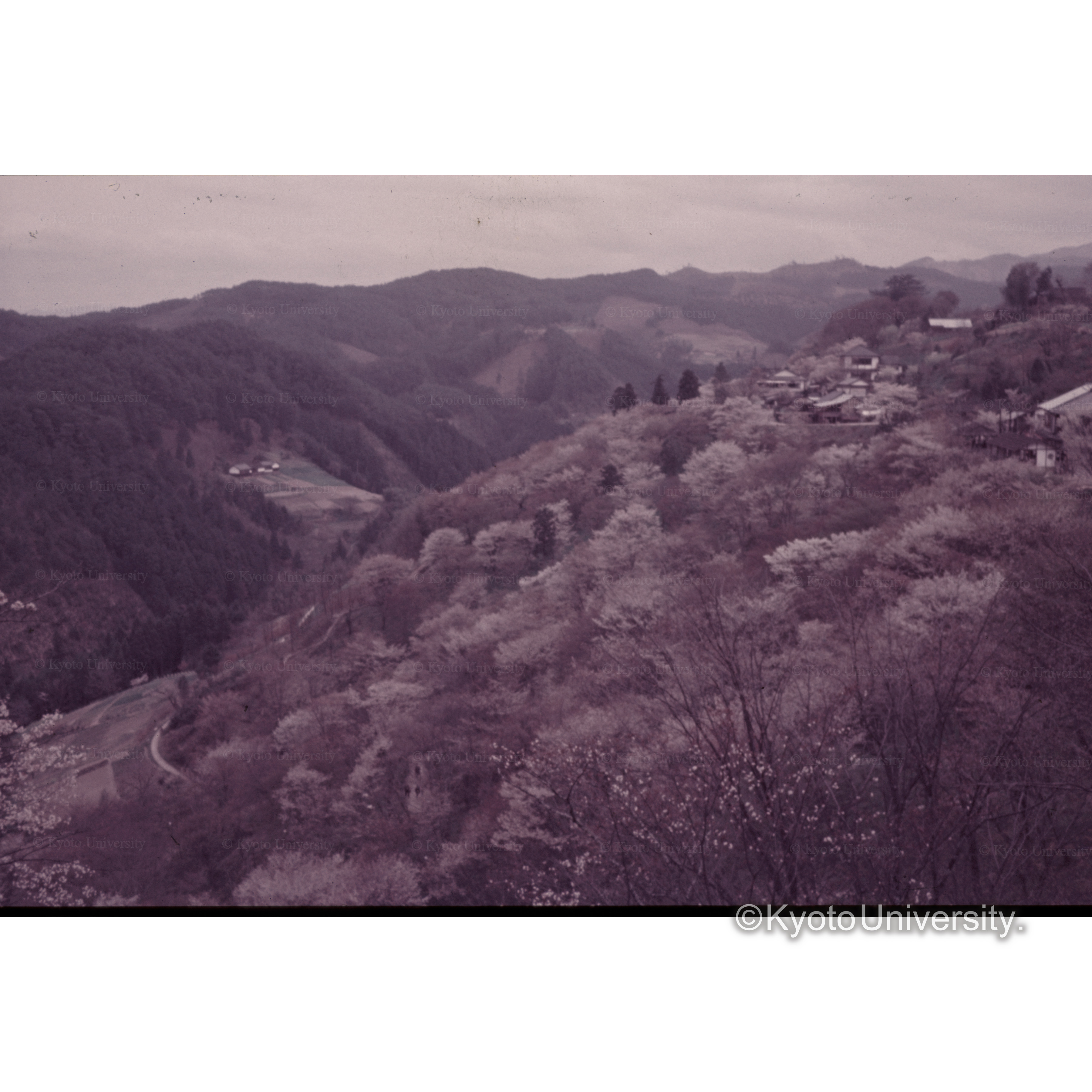 〔吉野山の桜〕 (1)