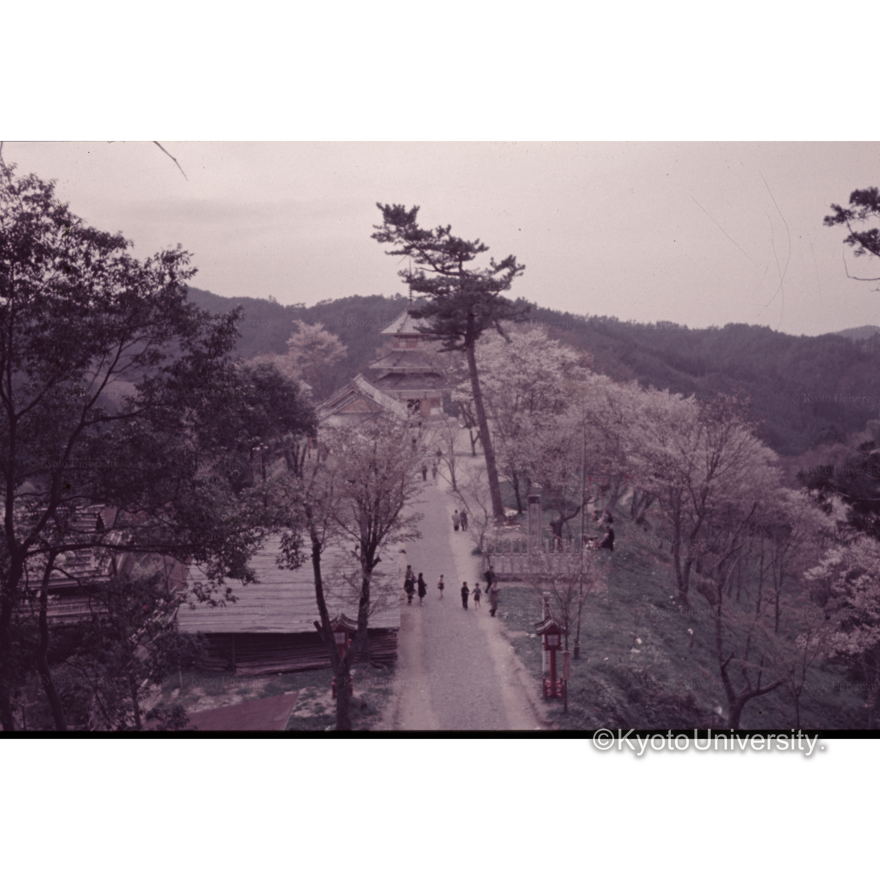 〔吉野山の桜〕 (1)