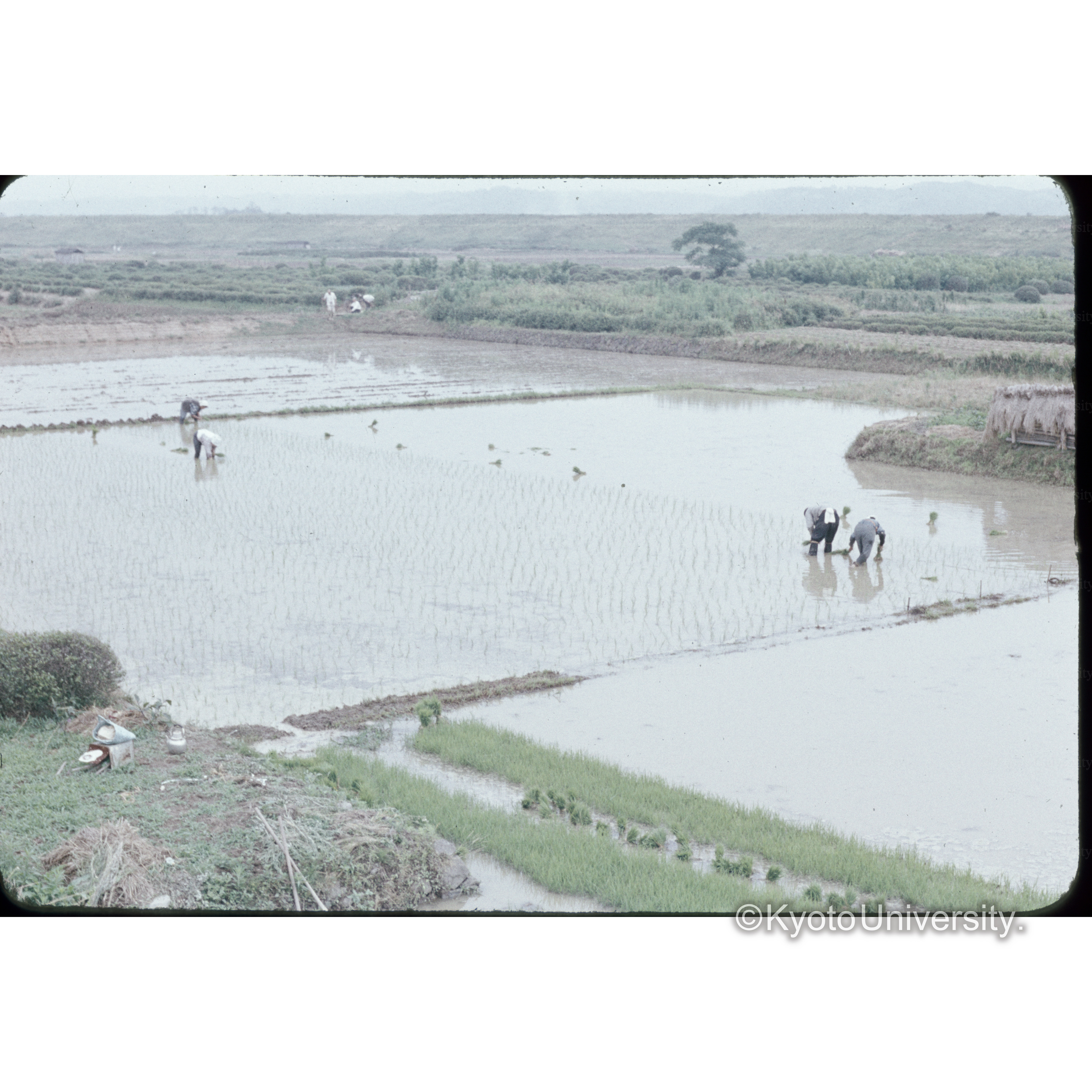 奈良−京都　田植 (1)