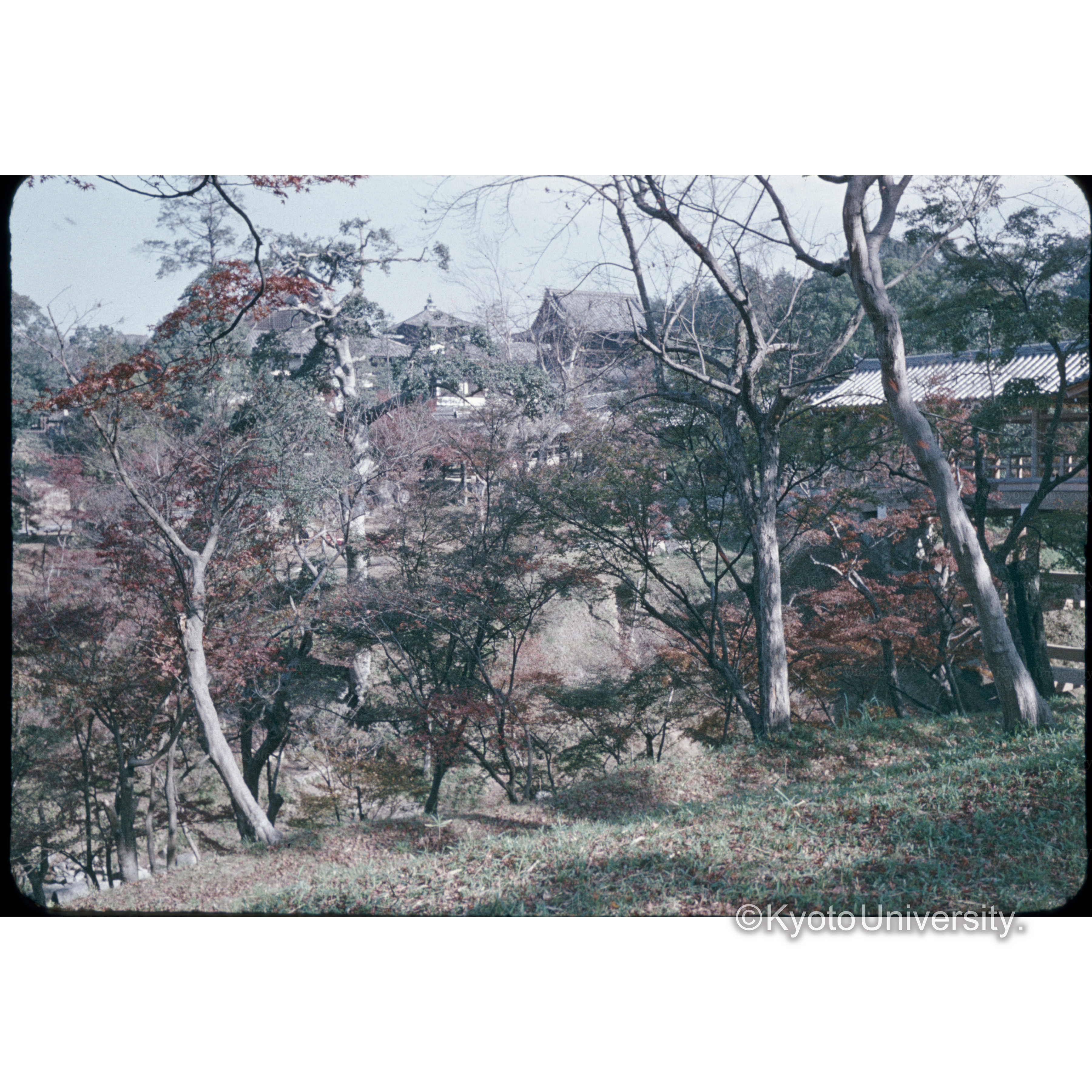 東福寺通天橋より (1)