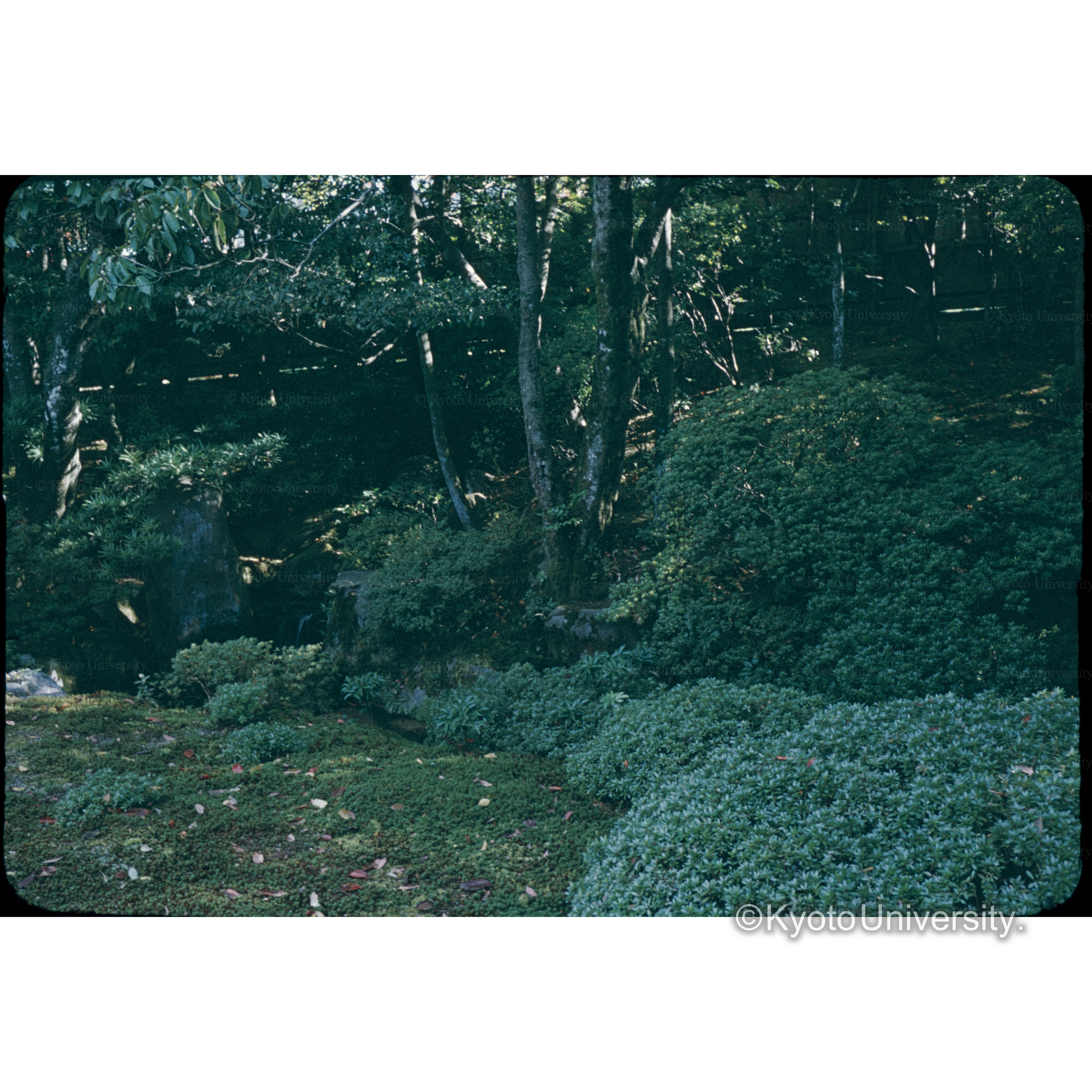 修学院中御茶屋 (1)