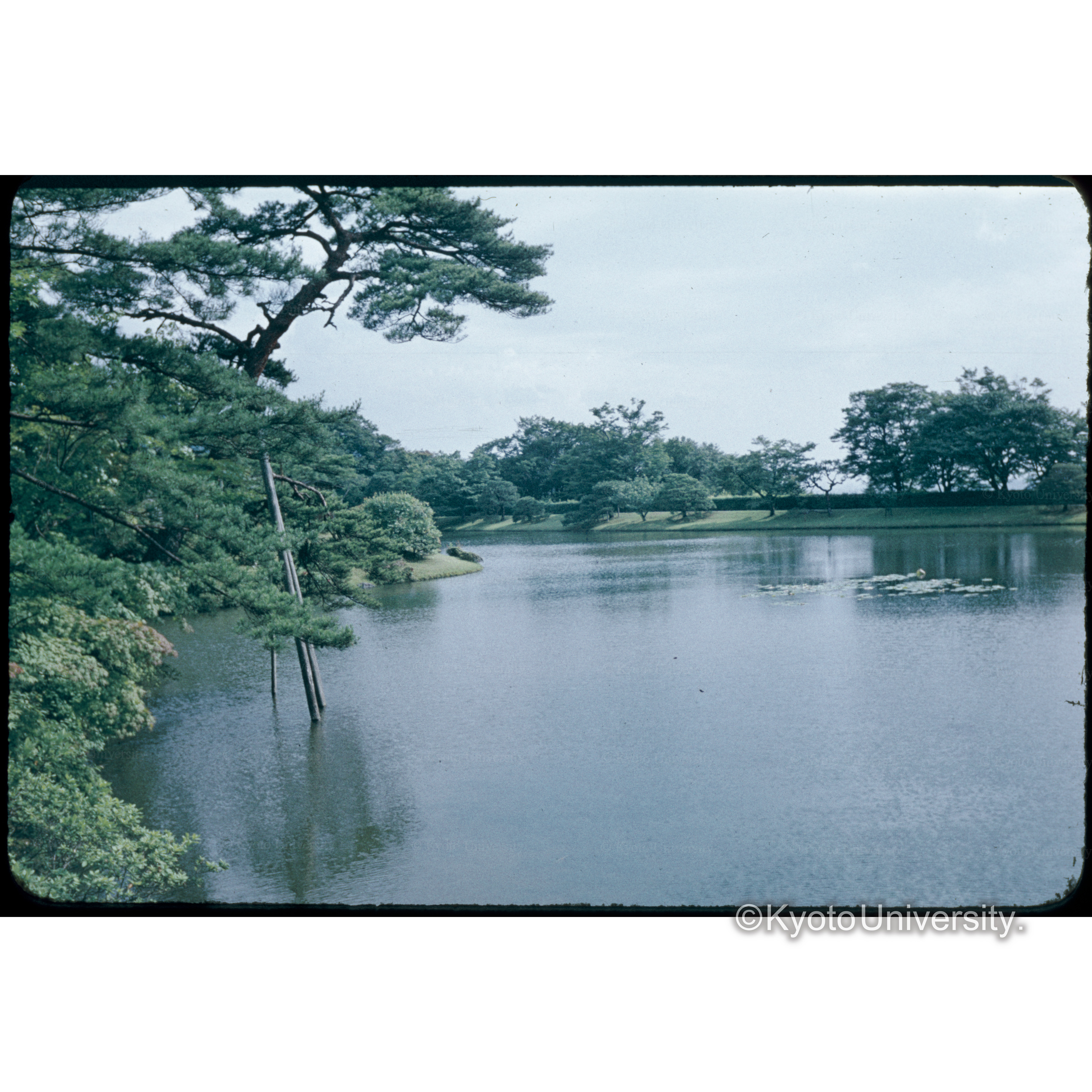 〔庭園の池〕 (1)