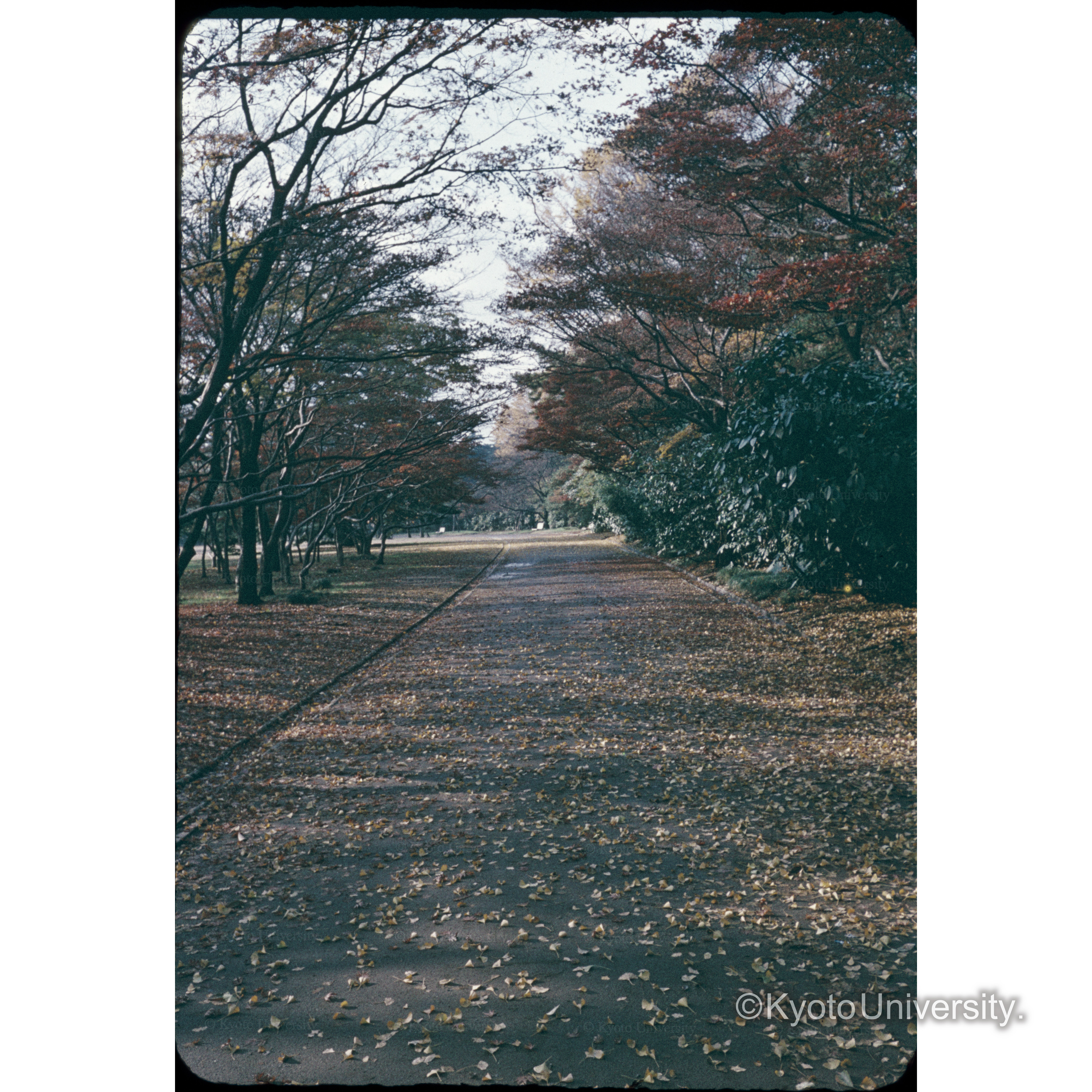 新宿御苑入口付近 (1)