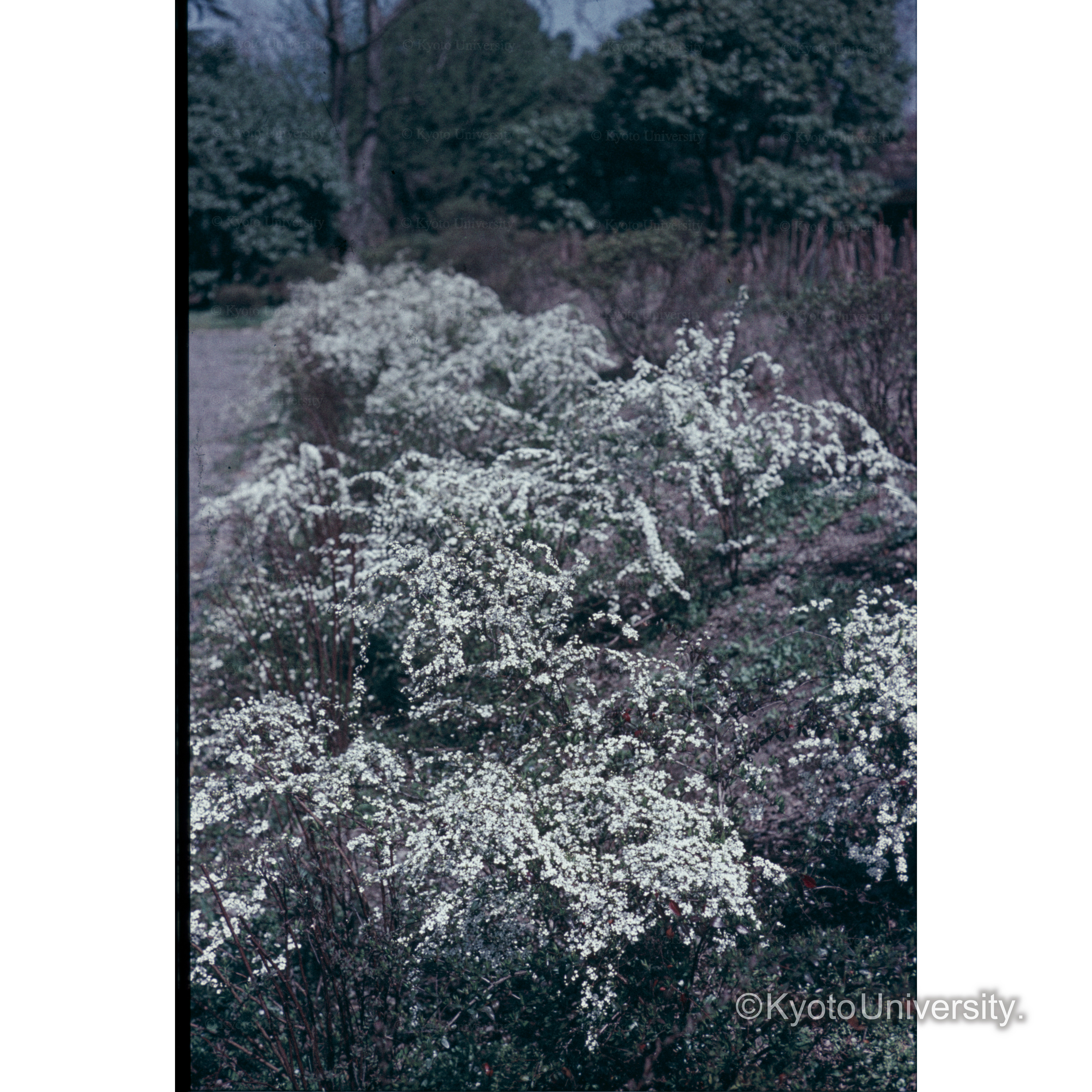 〔ユキヤナギ〕 (1)