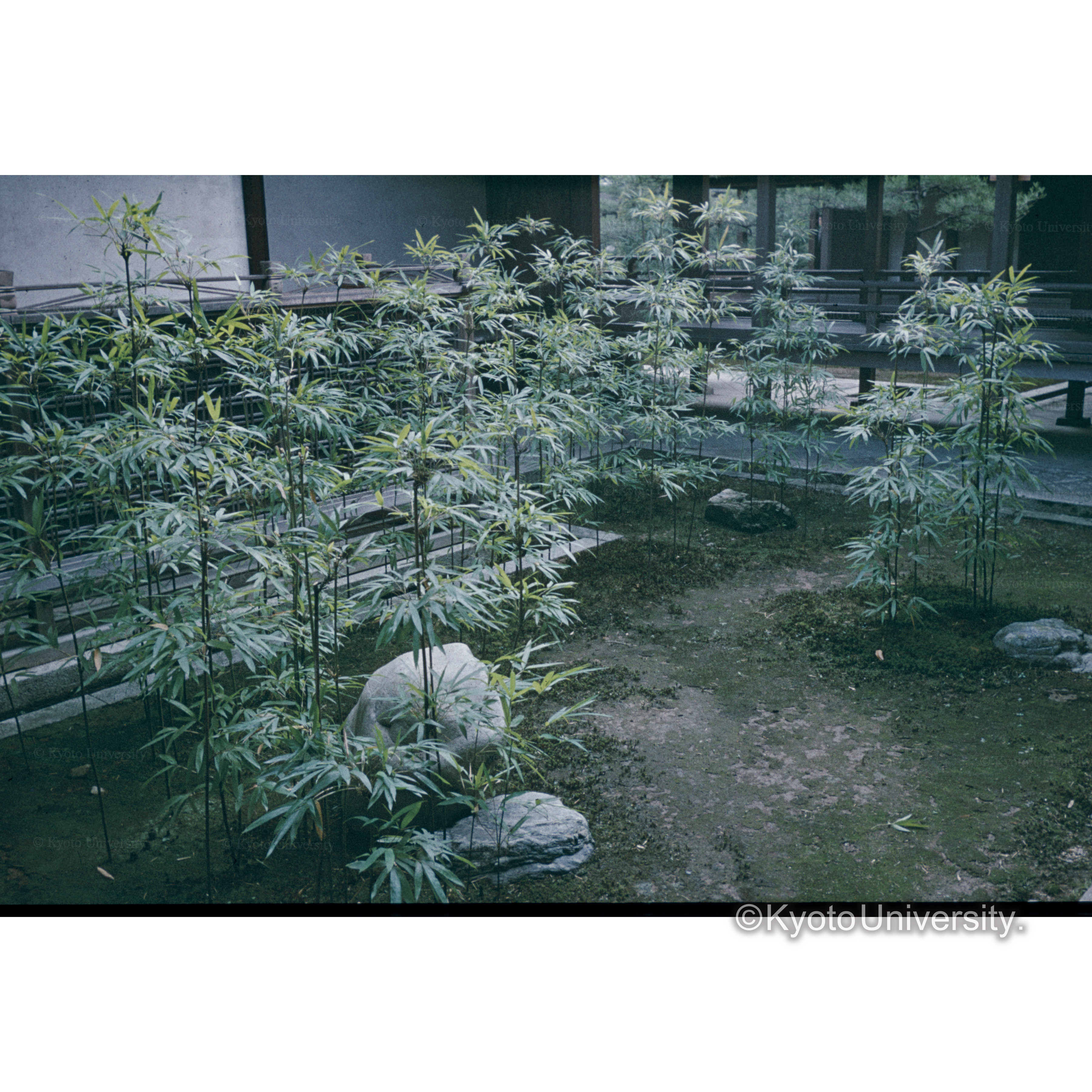 〔庭のクロチク〕 (1)