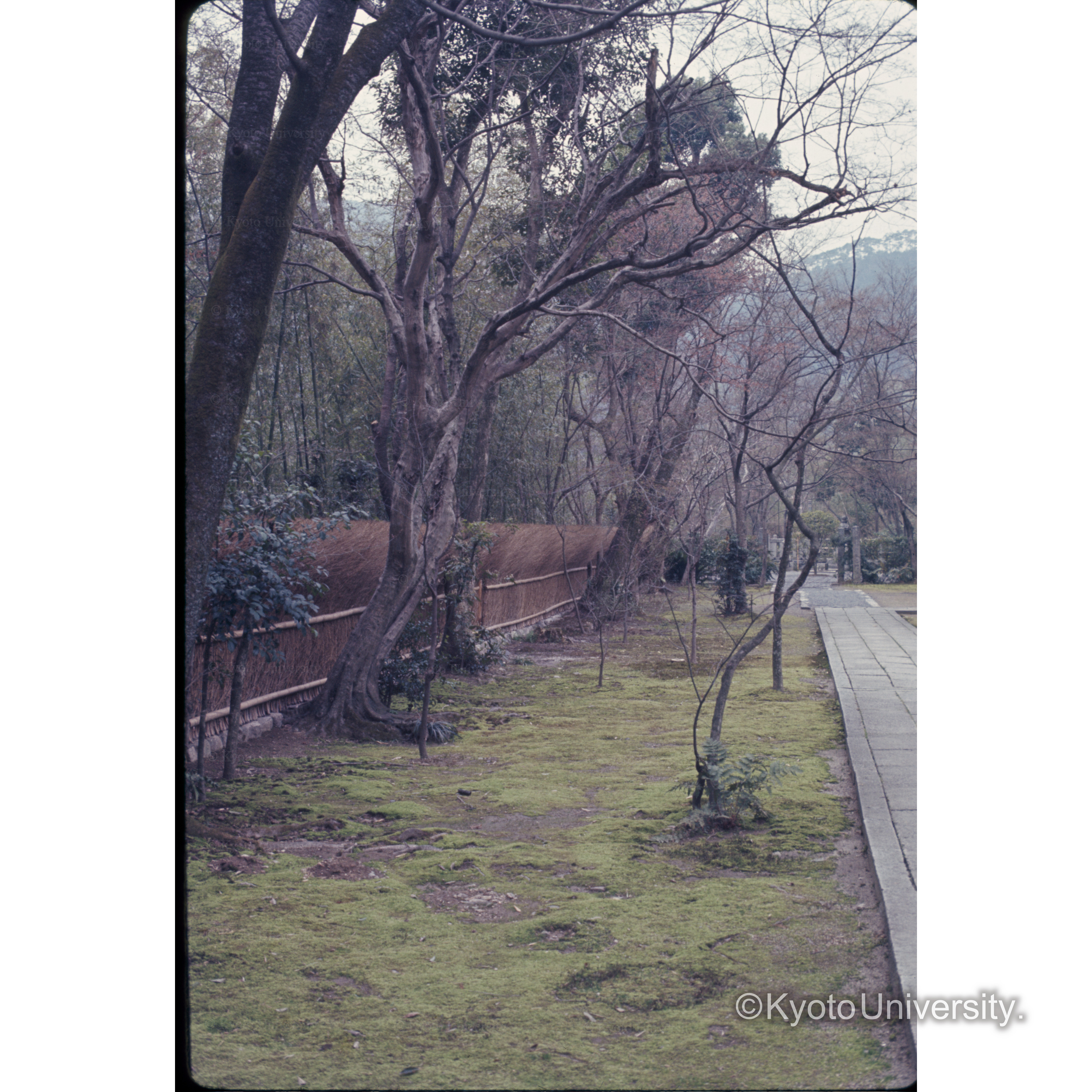 宝厳院(サガ) (1)