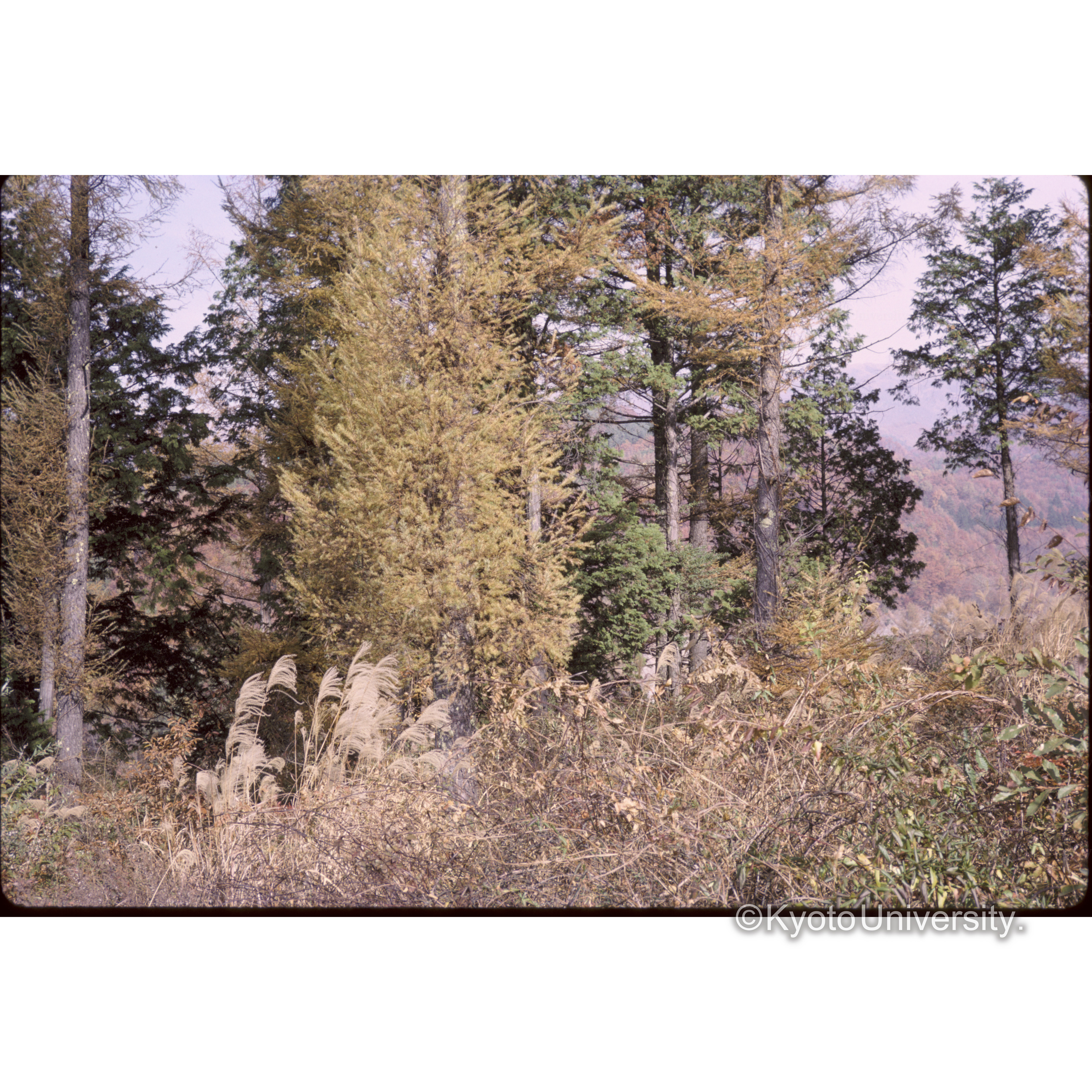 蓼科への道から霧ヶ峰をみる (1)