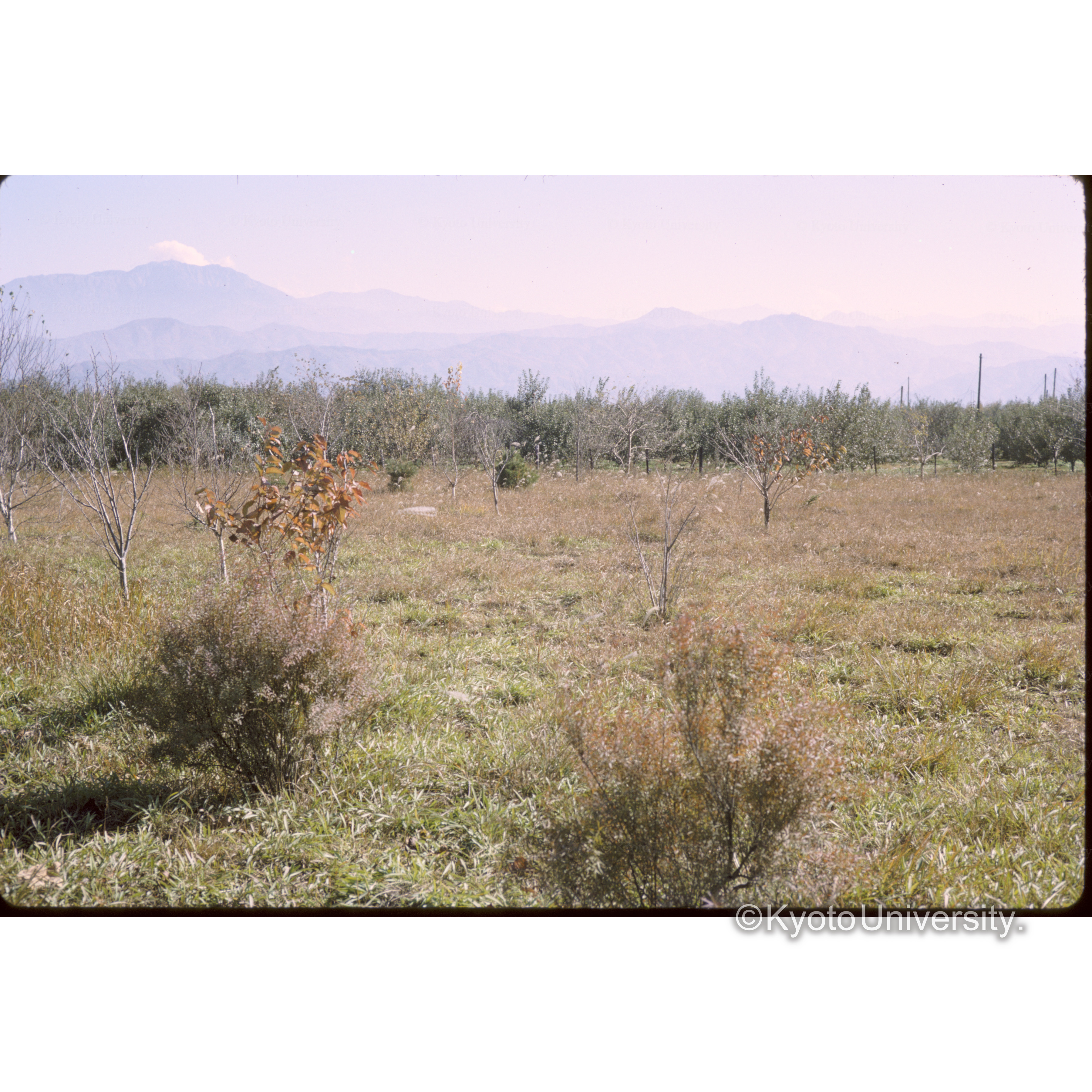 南アルプス 信大農場より (1)