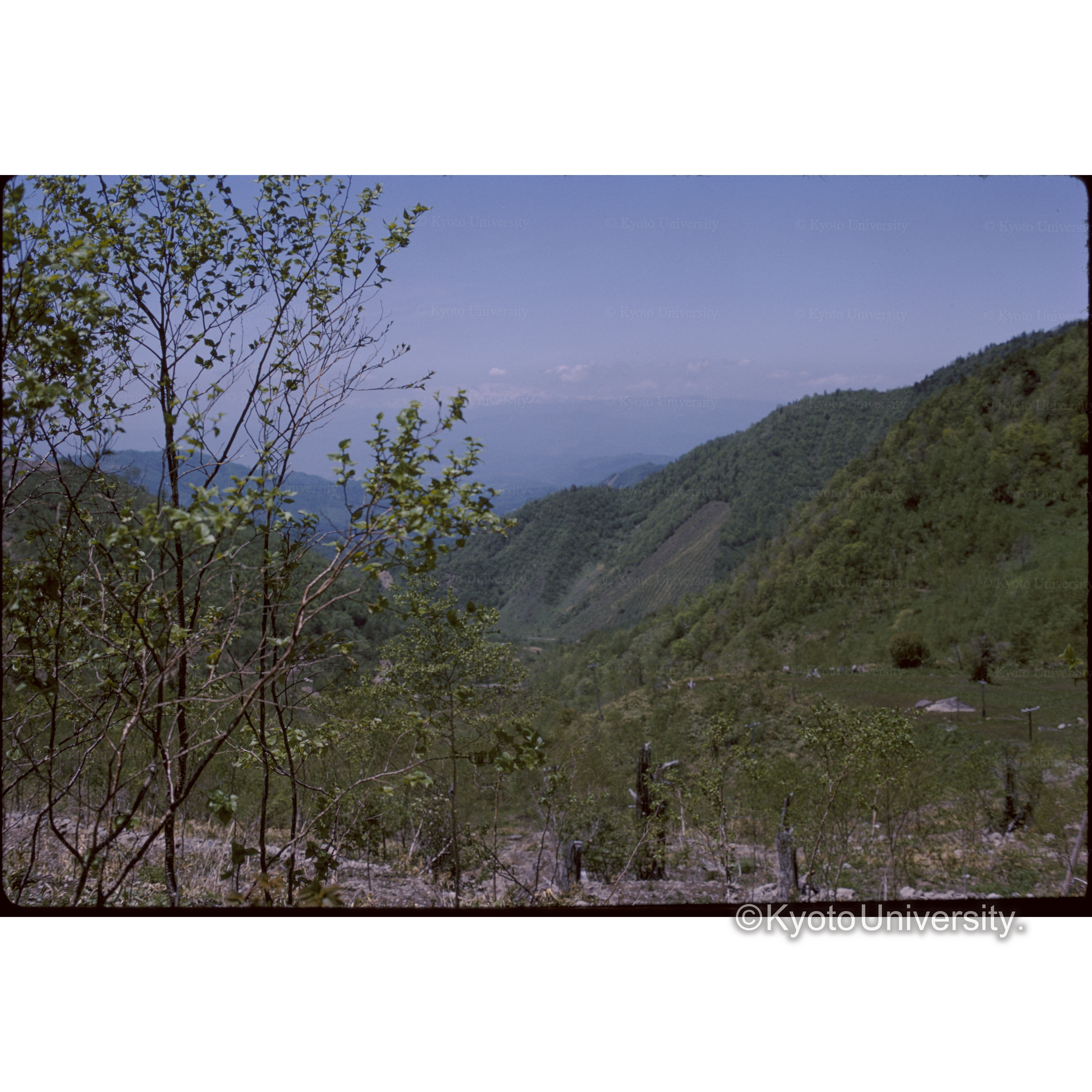 平井、上高地分岐点(カガの白山を望む) (1)