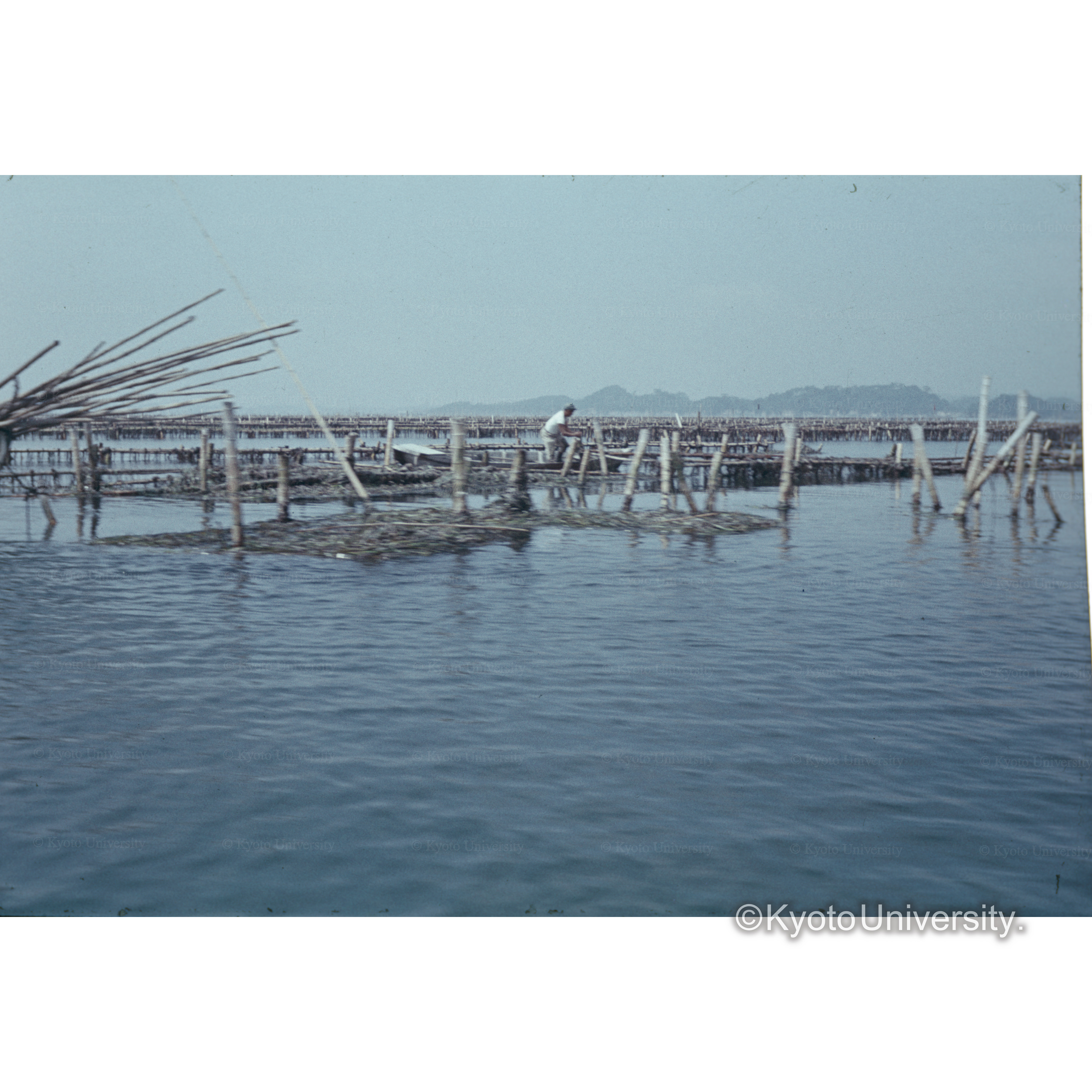 〔カキ養殖場〕 (1)