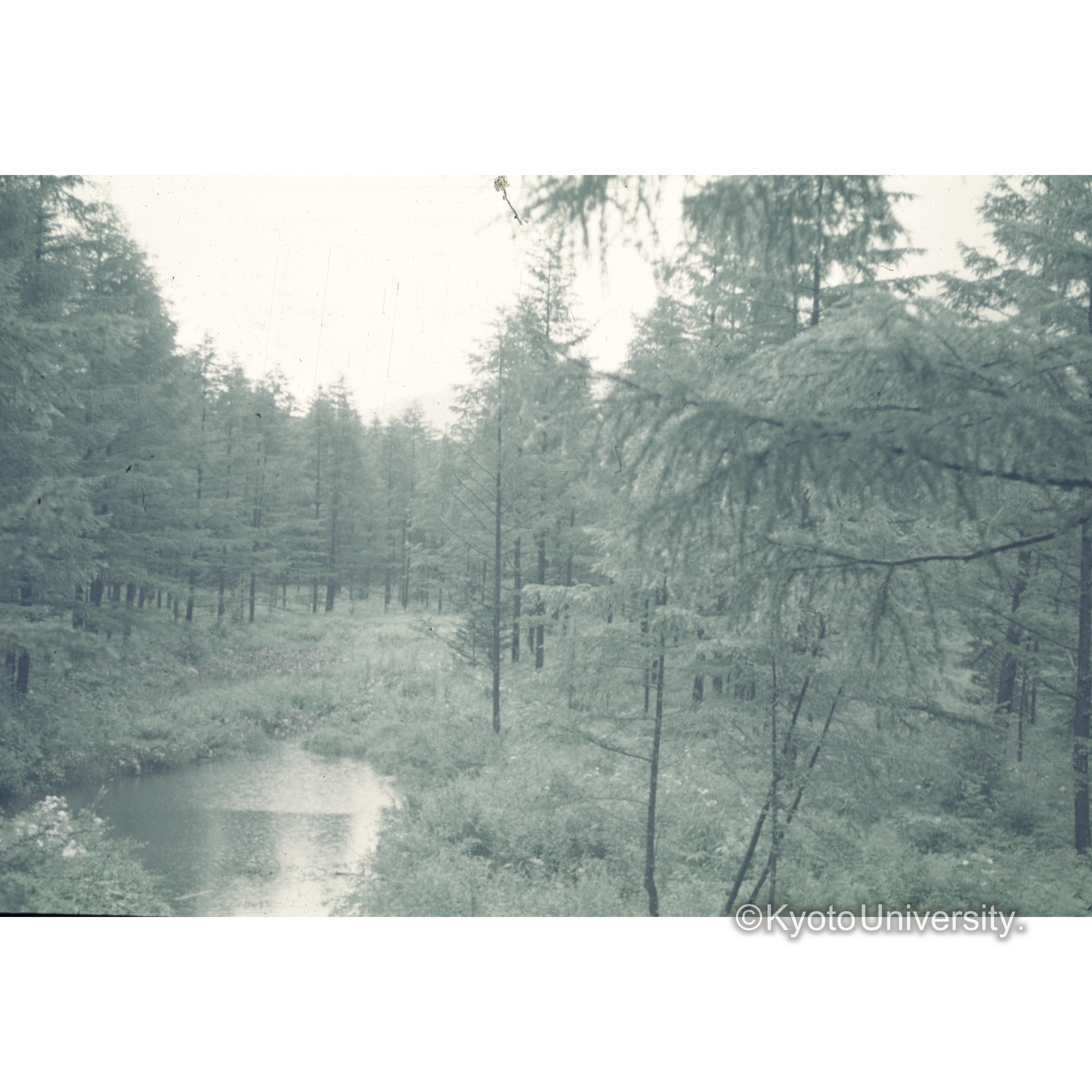 上高地カラマツ林 (1)