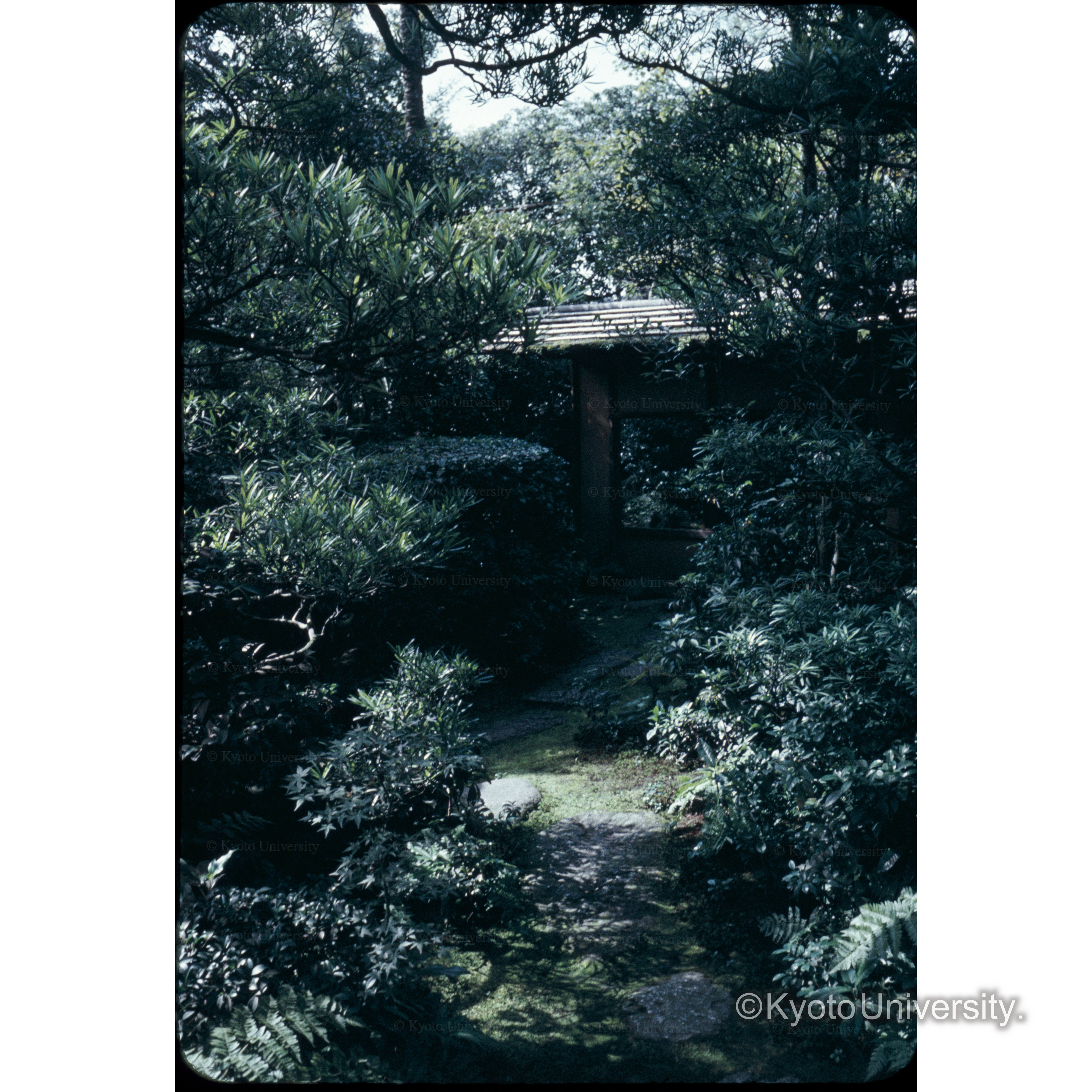 〔中潜り、不審庵〕 (1)